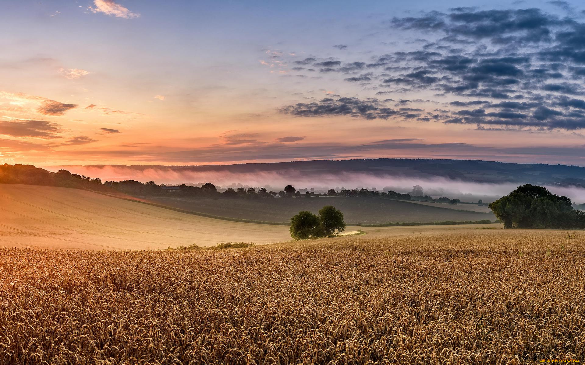 природа, поля, пейзаж, колосья, поле, закат