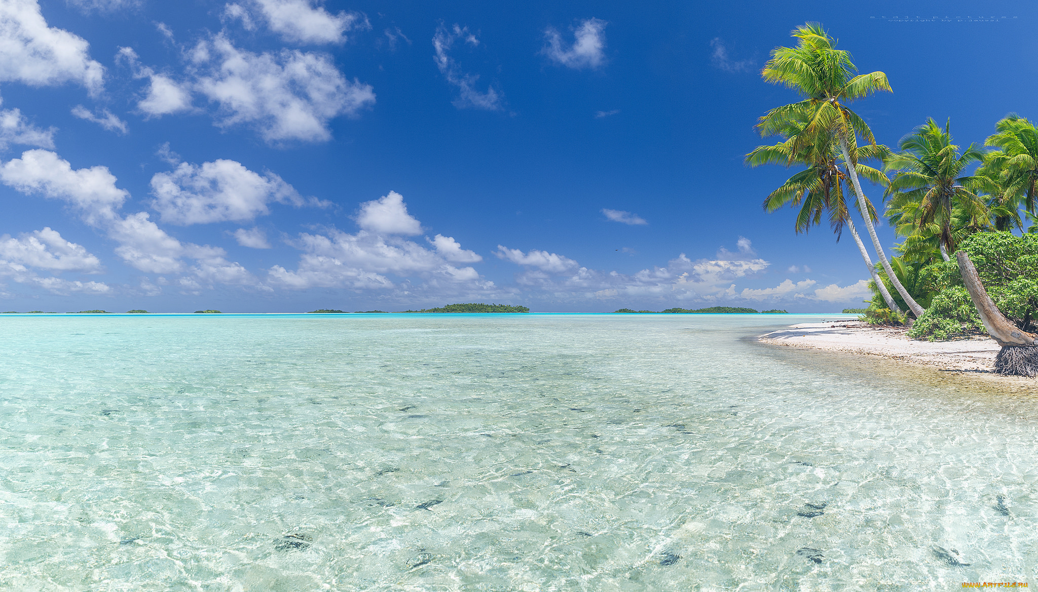 природа, побережье, пейзаж, вода, пальма, песок