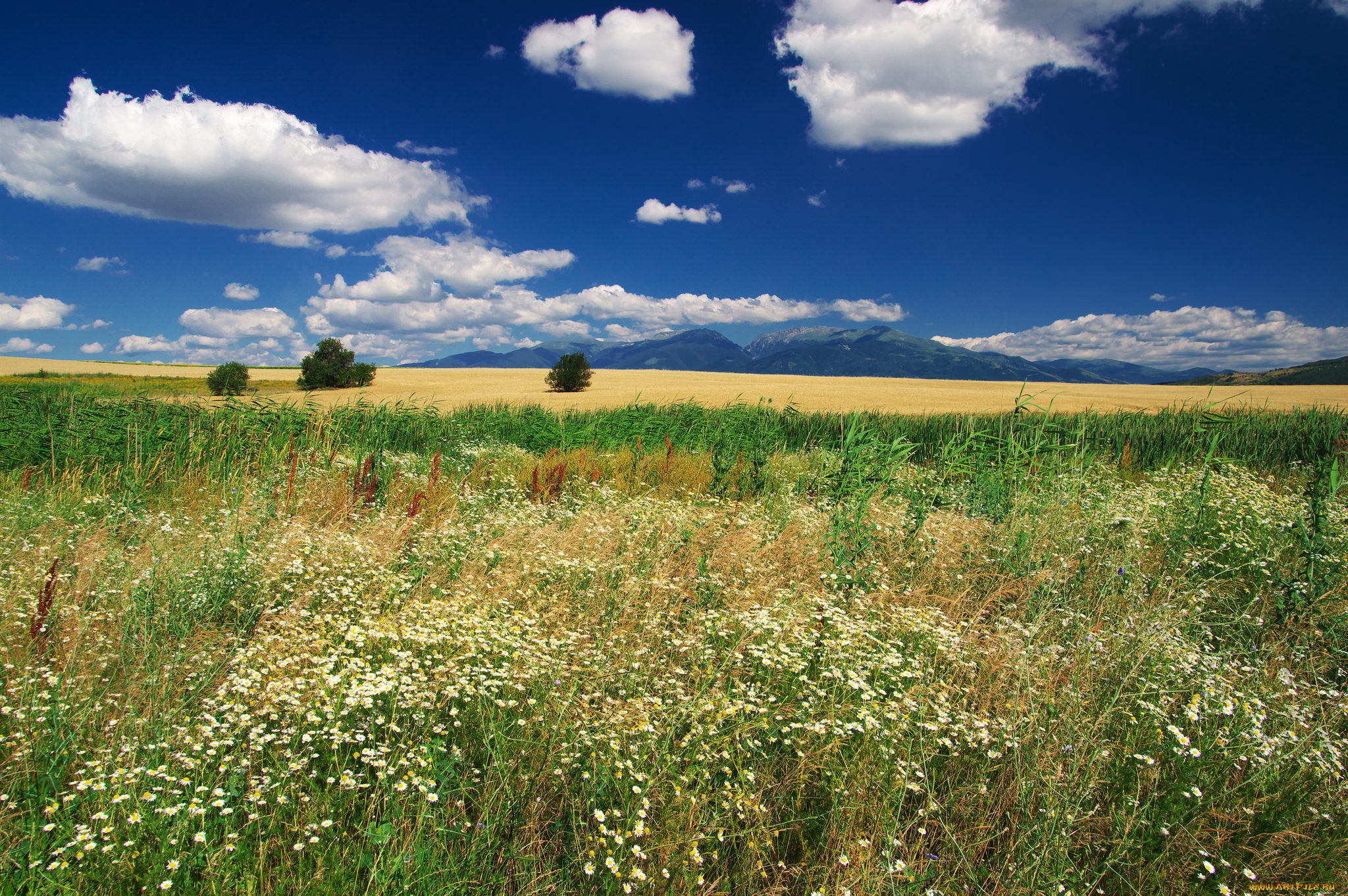 природа, луга, простор