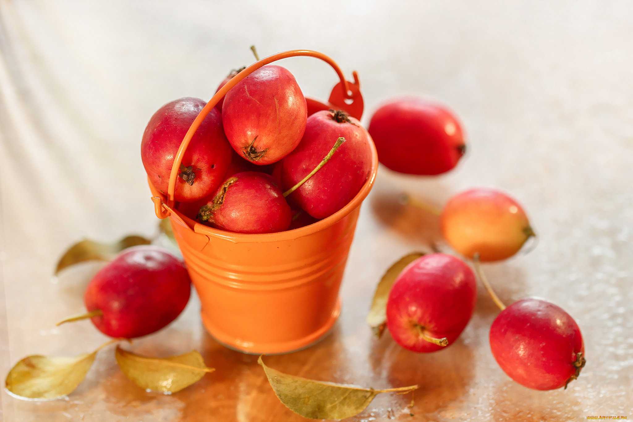 еда, Яблоки, листья, яблочки, ведерко