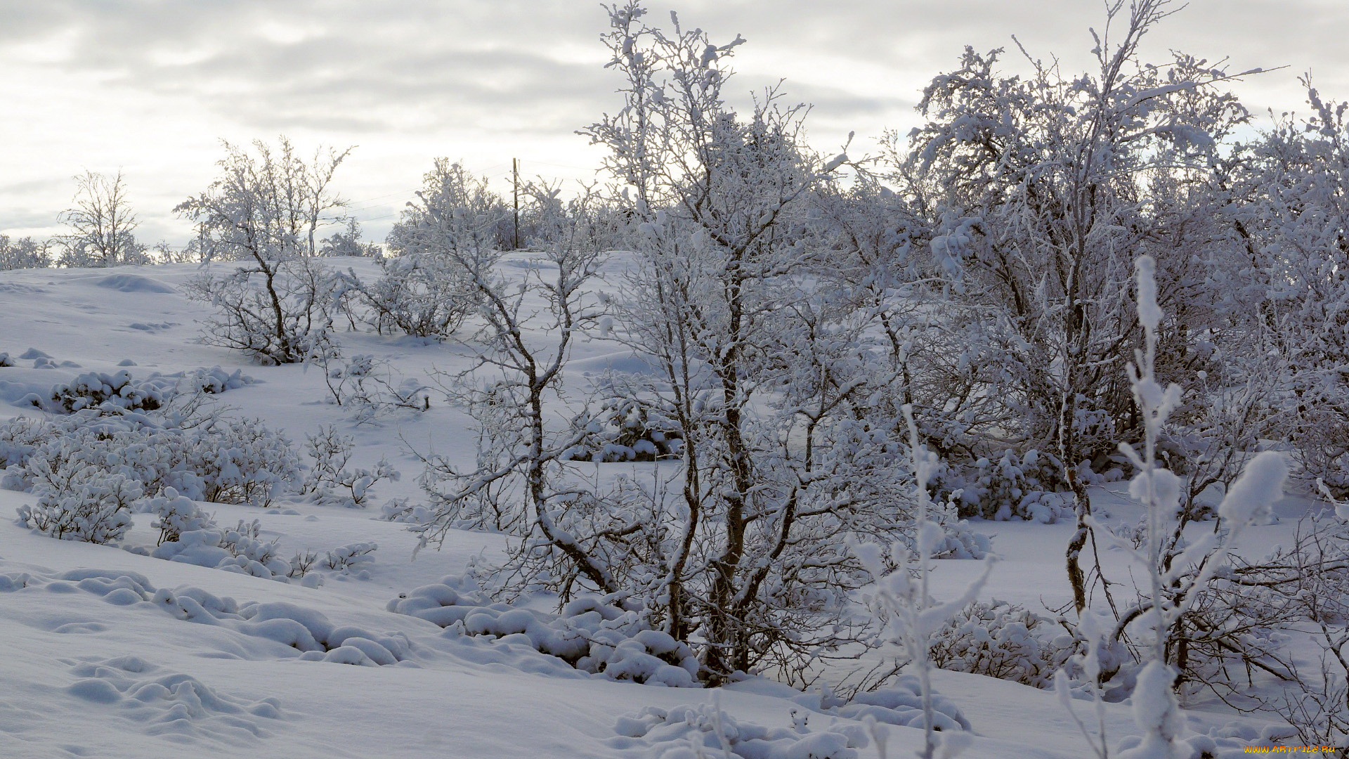 природа, зима, кусты