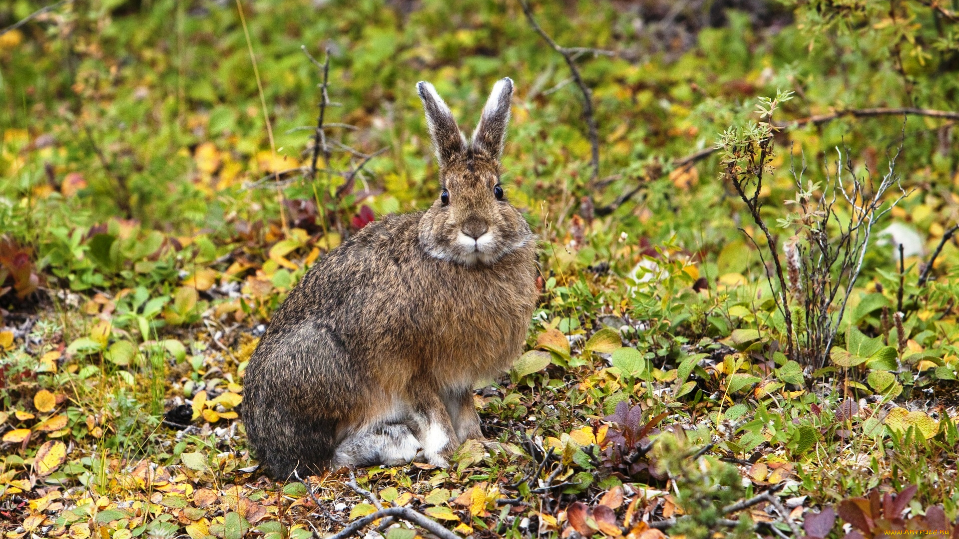 американский, беляк, животные, кролики, , зайцы, трава, заяц, листья