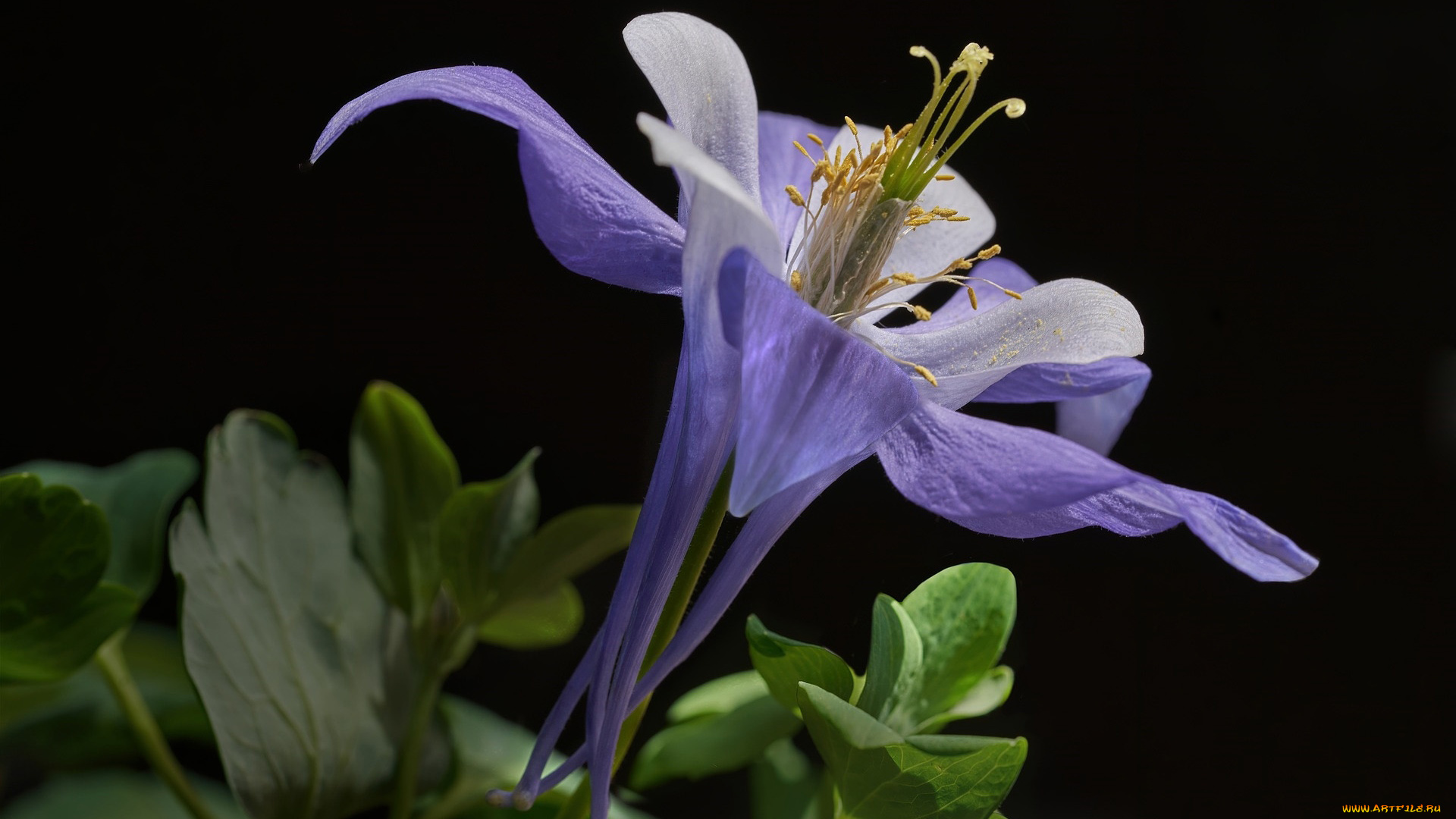 цветы, аквилегия, , водосбор, аквилегия