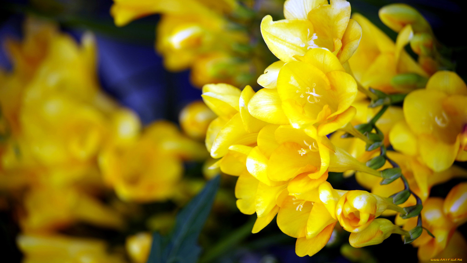 цветы, фрезия, желтый