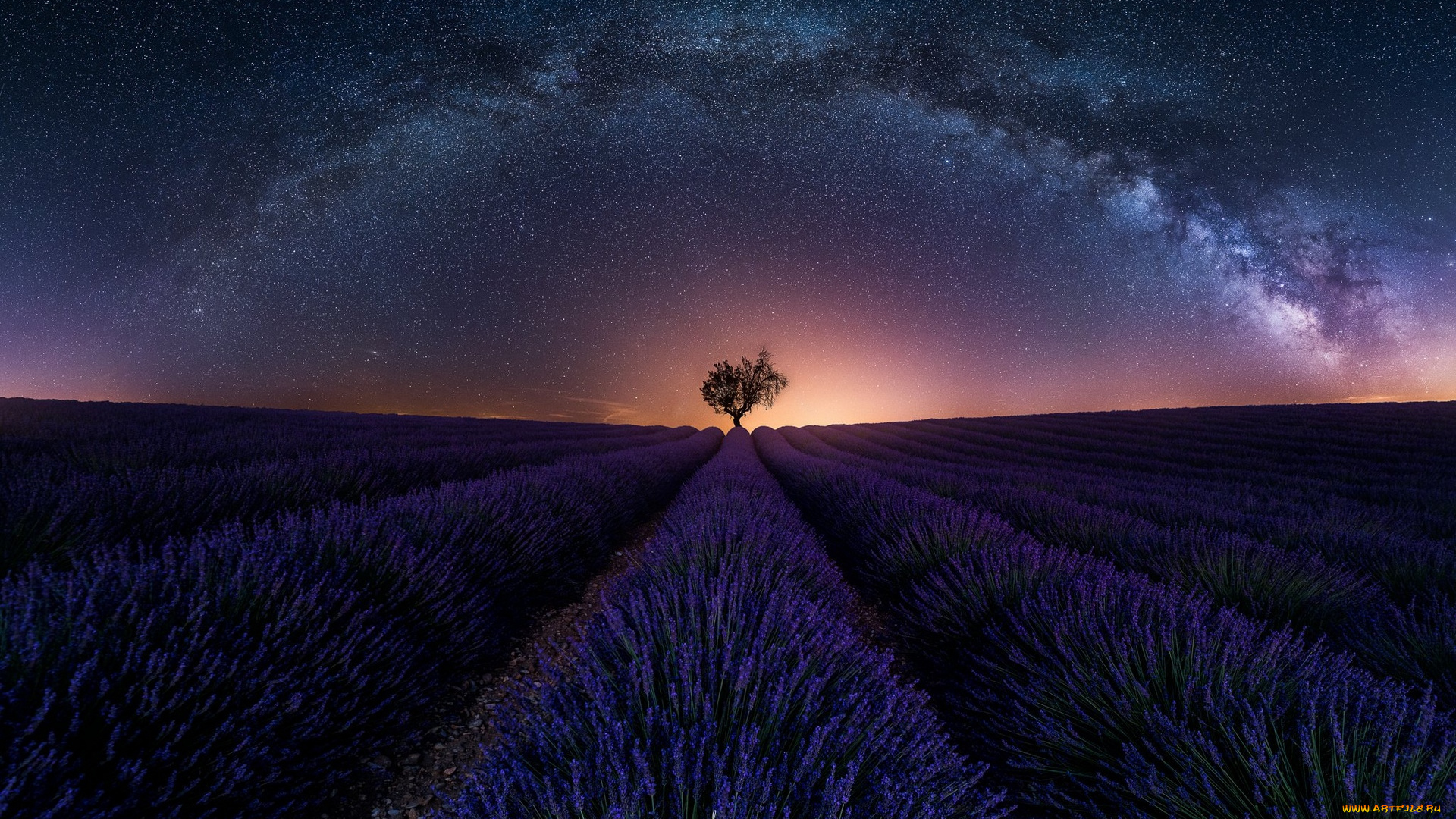 цветы, лаванда, дерево, ряды, поле, небо, закат, звезды