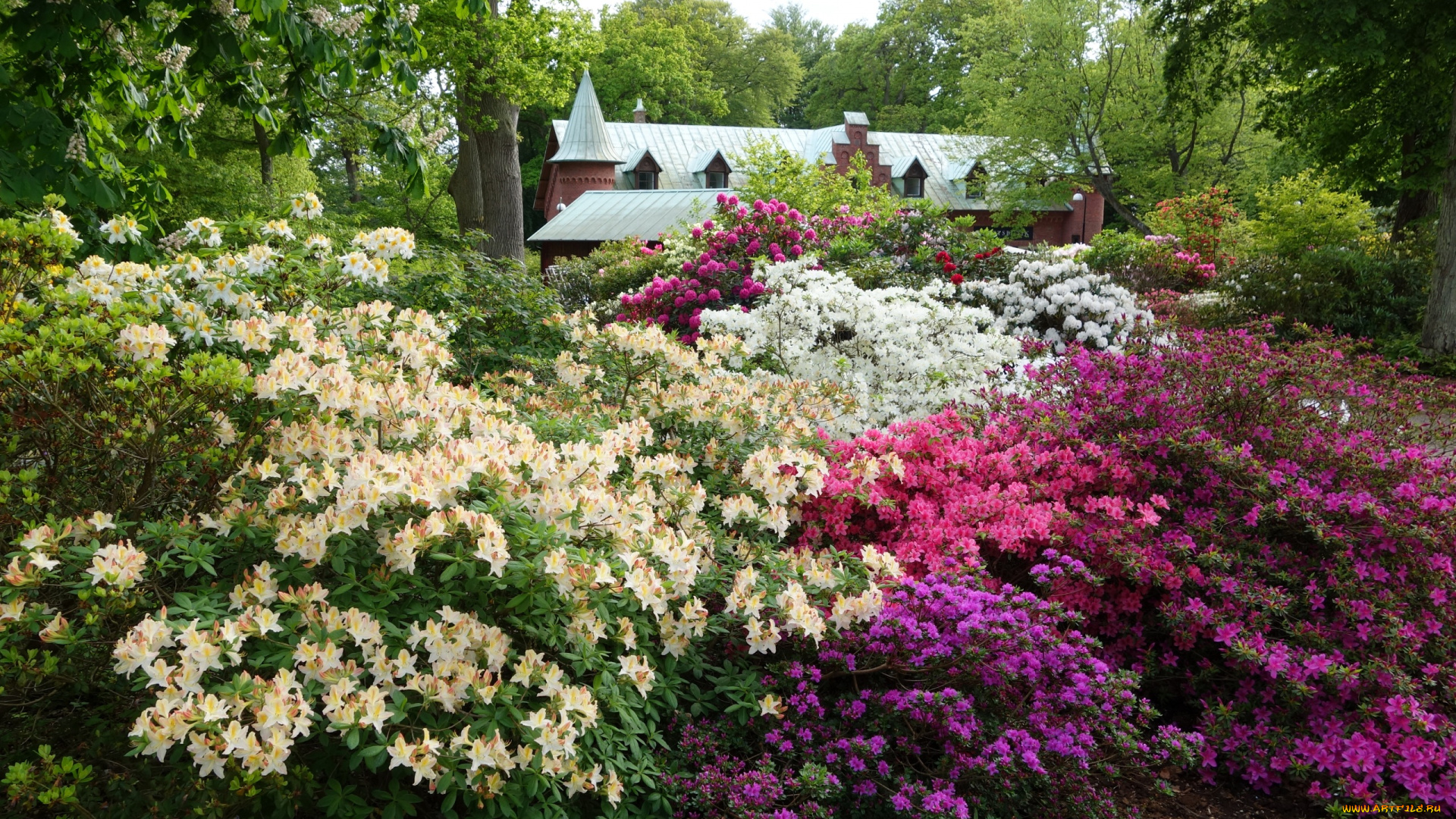 цветы, рододендроны, , азалии, парк, цветение, кусты, коттедж
