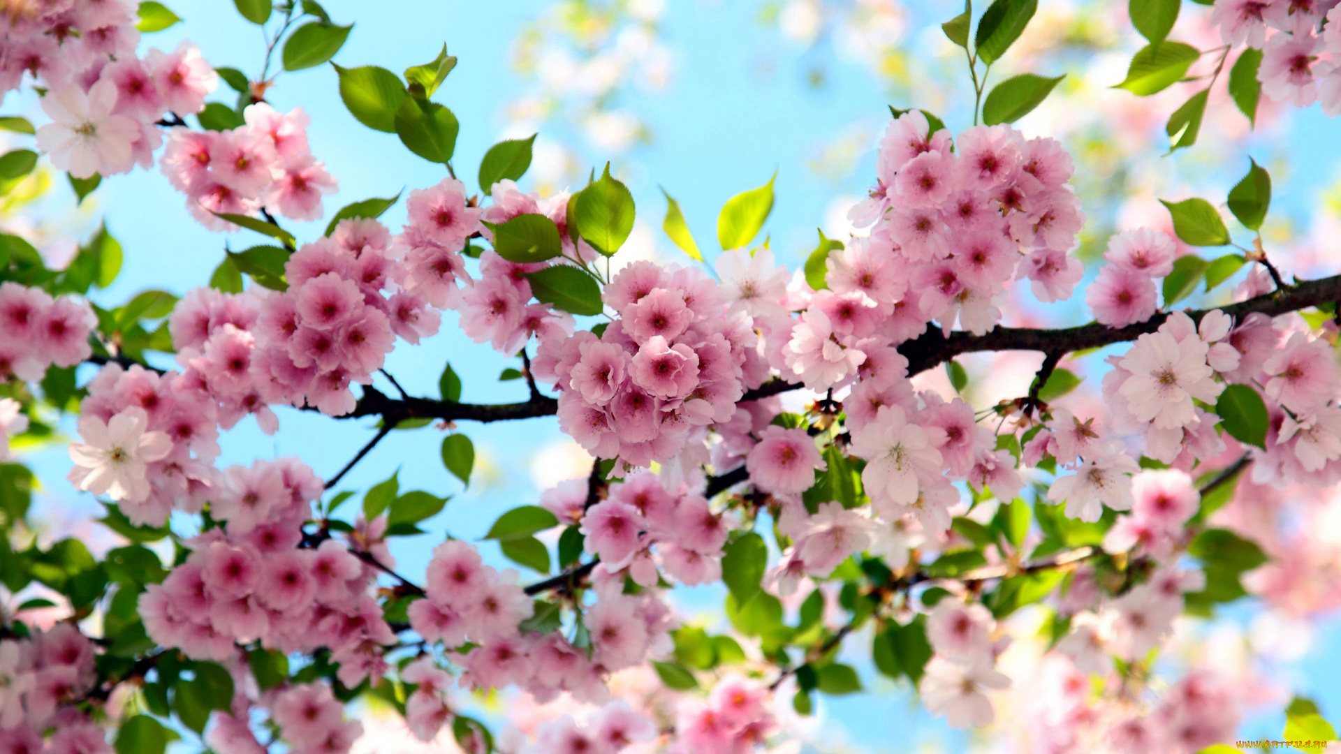 цветы, сакура, , вишня