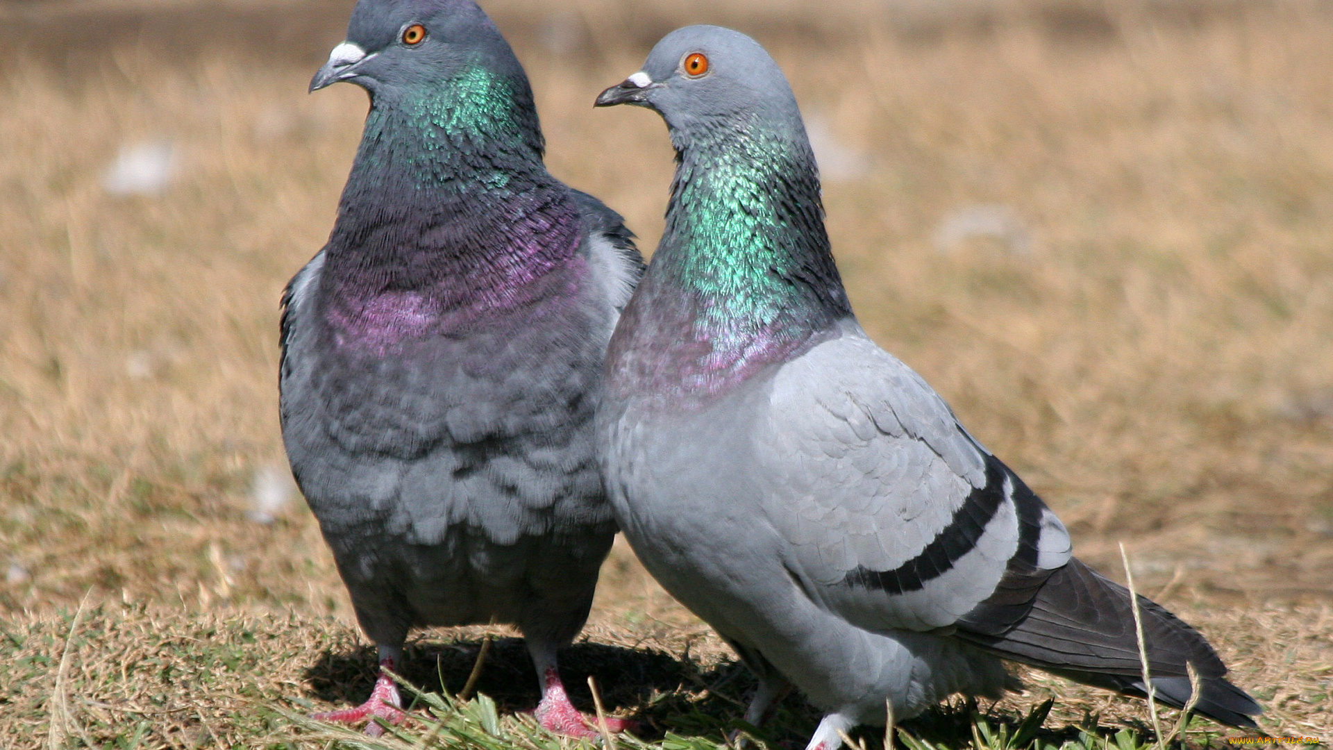 голуби, животные, птицы, пара