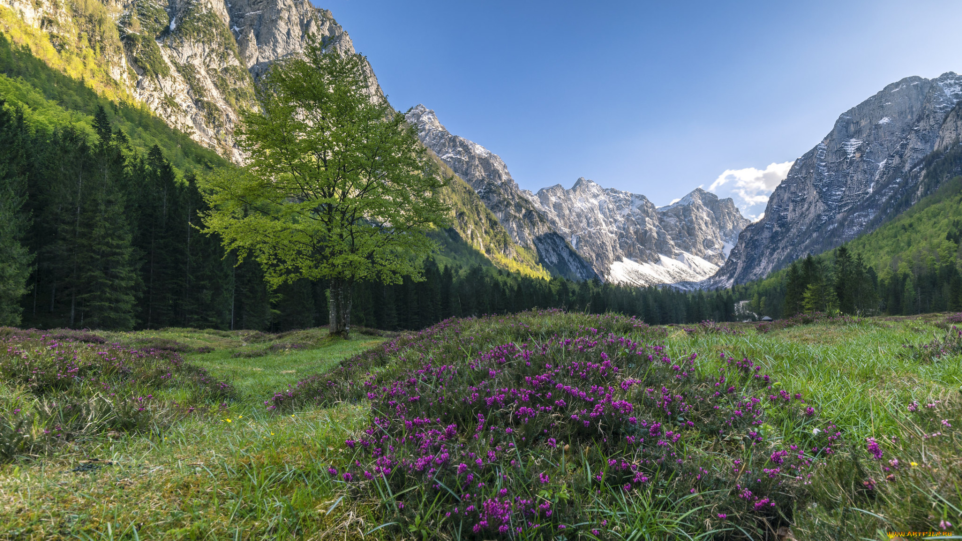 природа, луга, простор