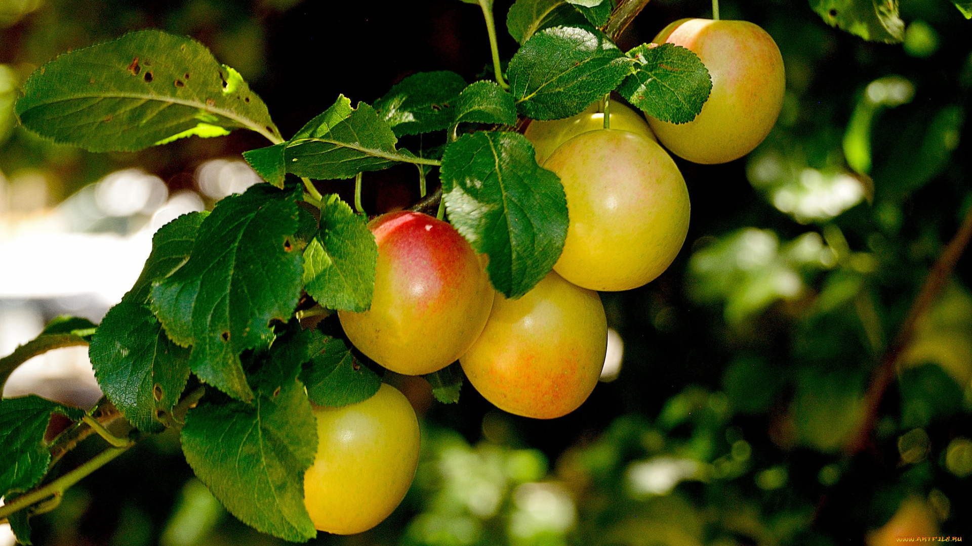 природа, плоды, простор