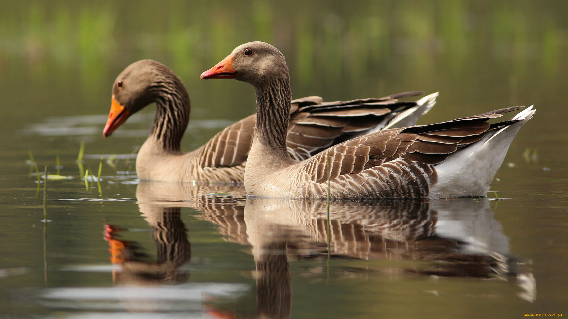 животные, гуси, два, гуся