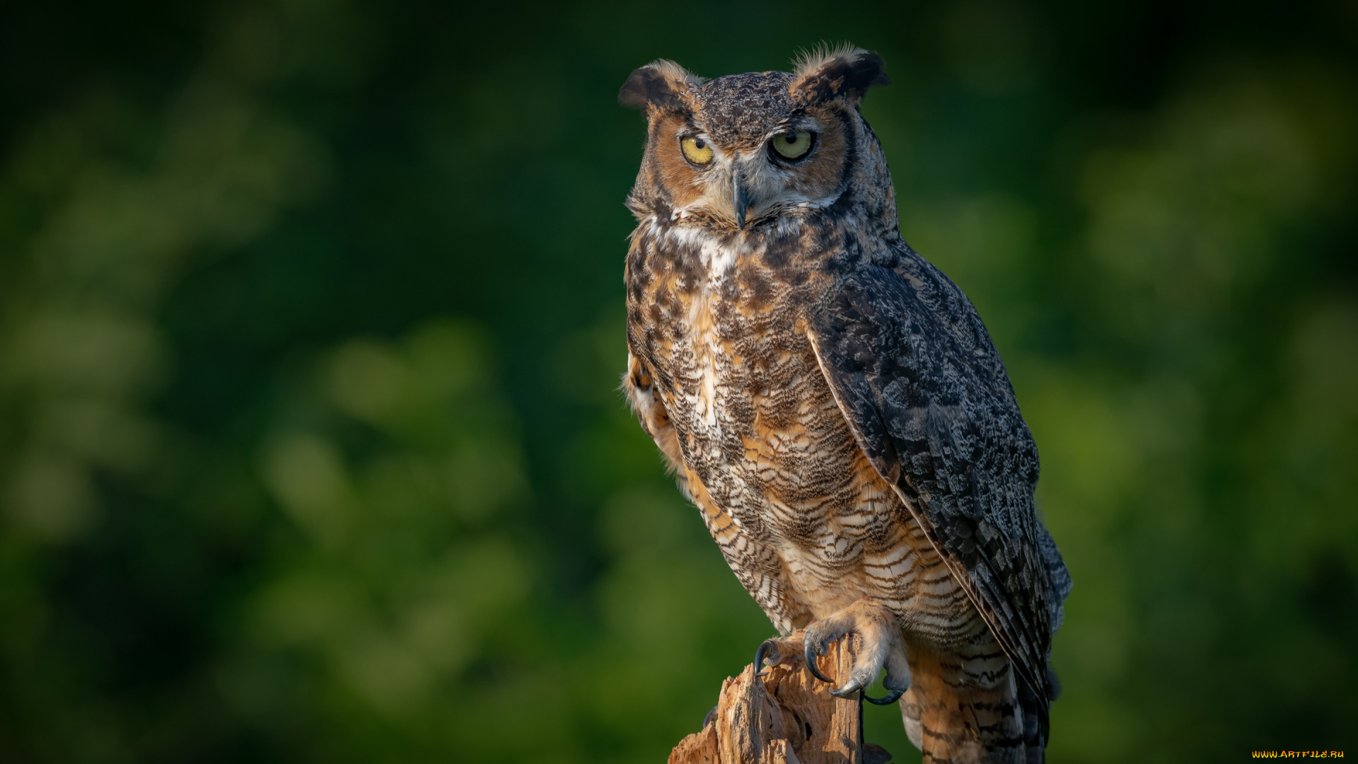 животные, совы, филин