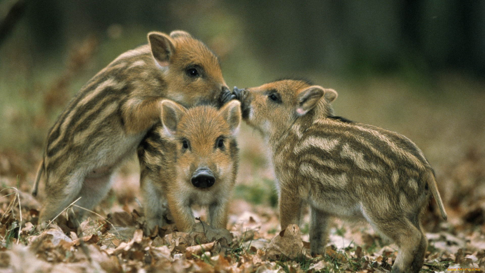 животные, свиньи, , кабаны, полосатые, поросята, кабаны, листья