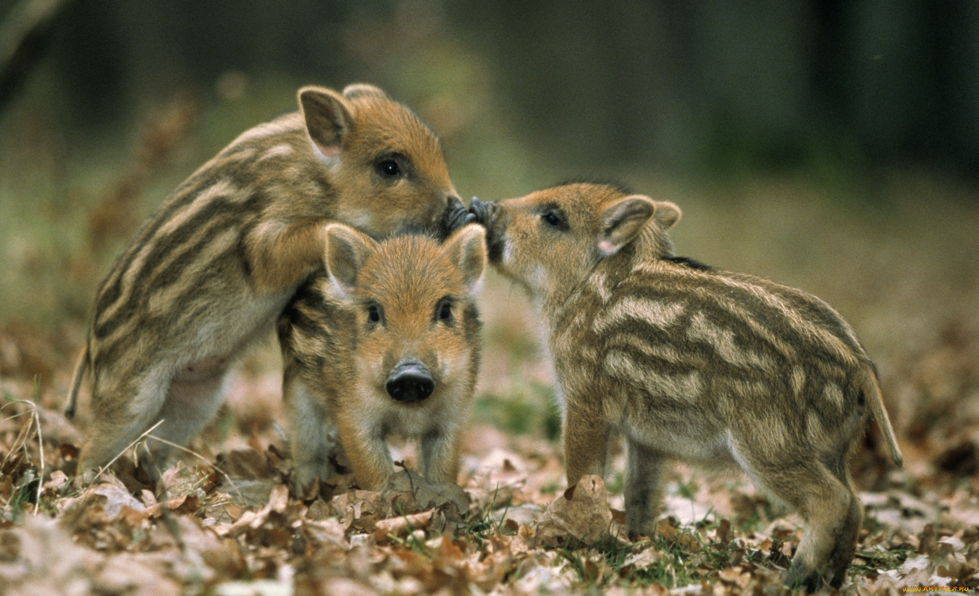 животные, свиньи, , кабаны, полосатые, поросята, кабаны, листья