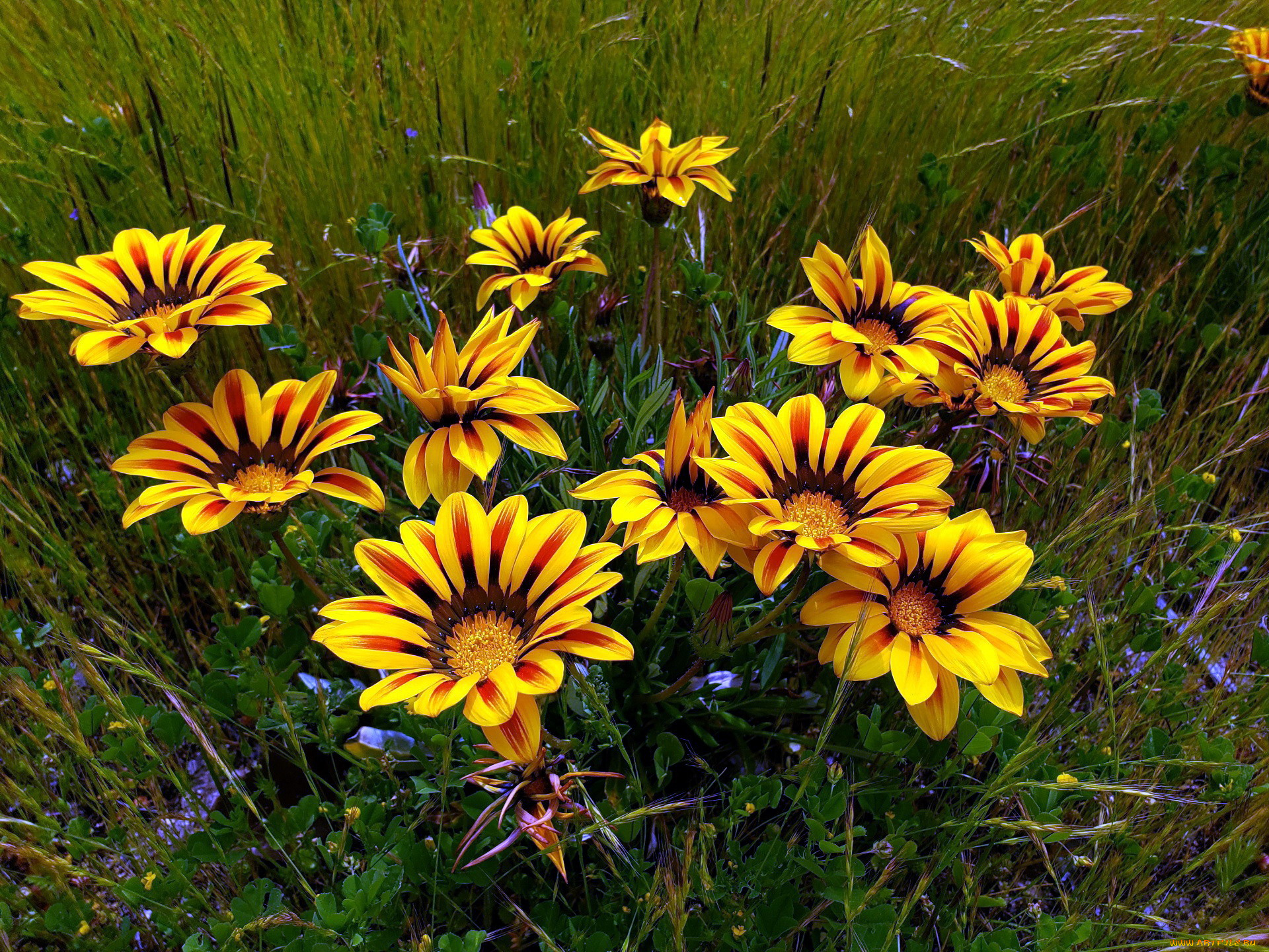 цветы, газания, желтый