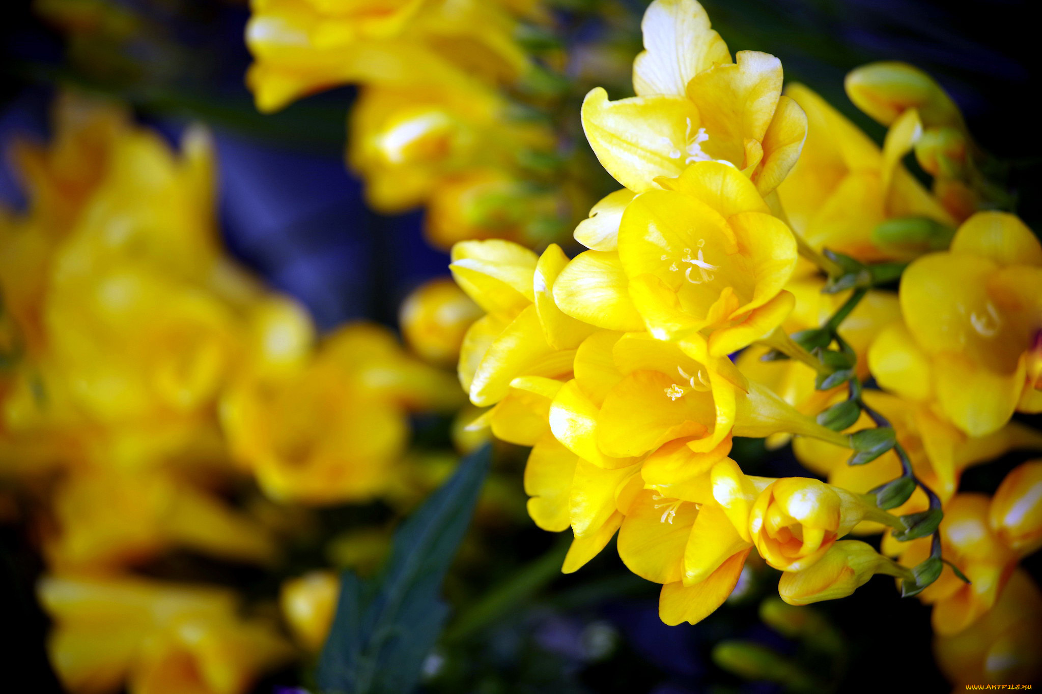 цветы, фрезия, желтый