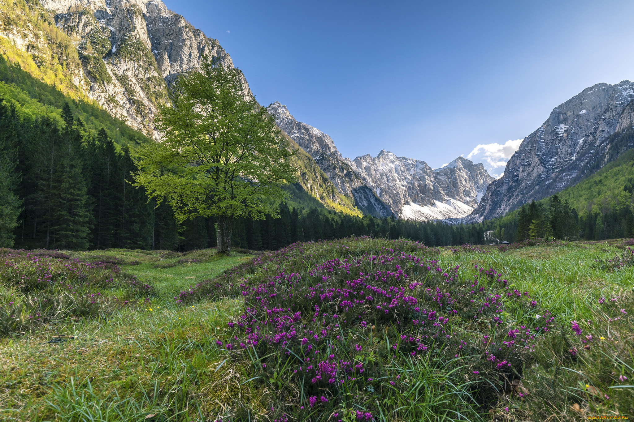 природа, луга, простор