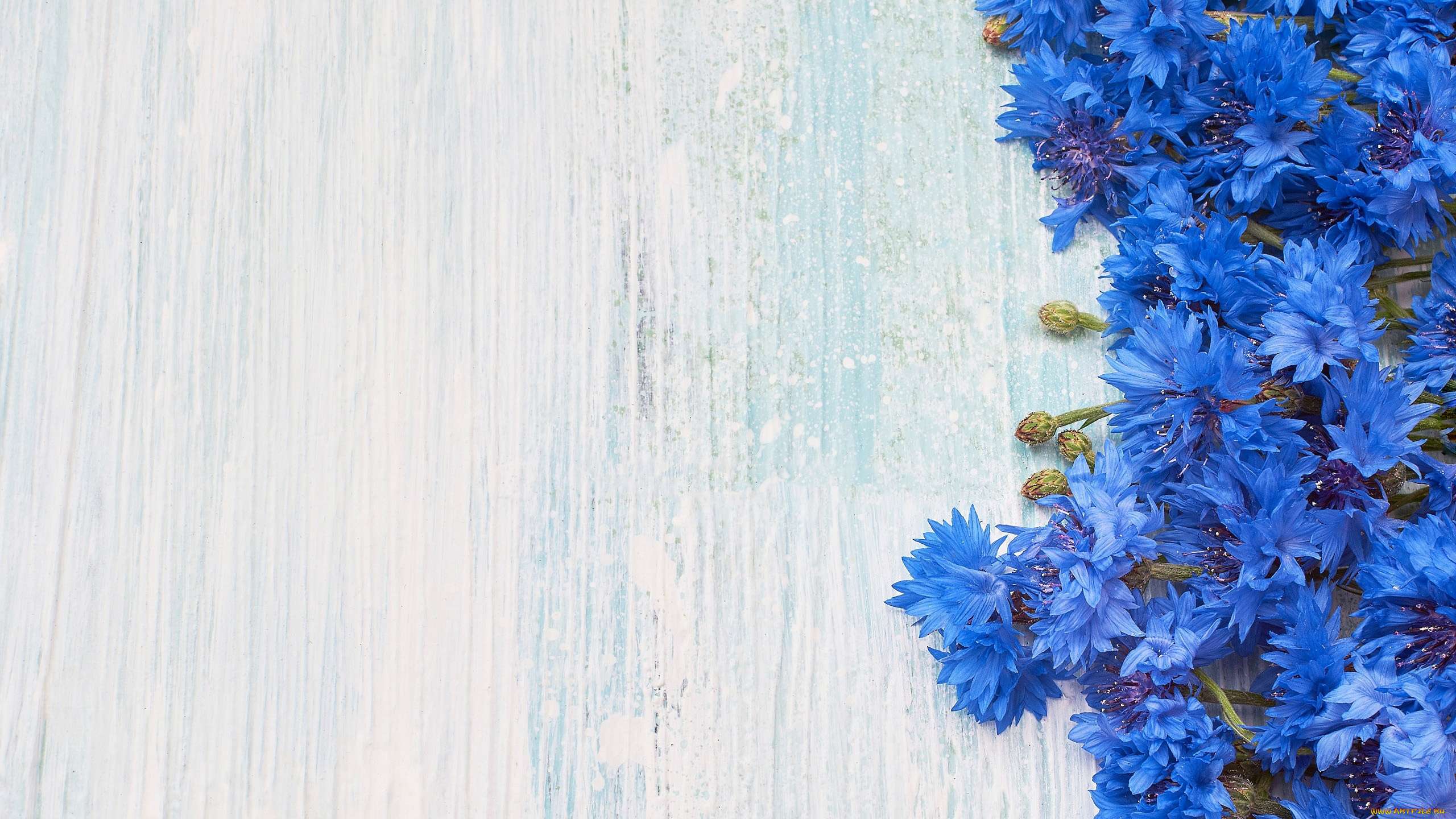 цветы, васильки, синий