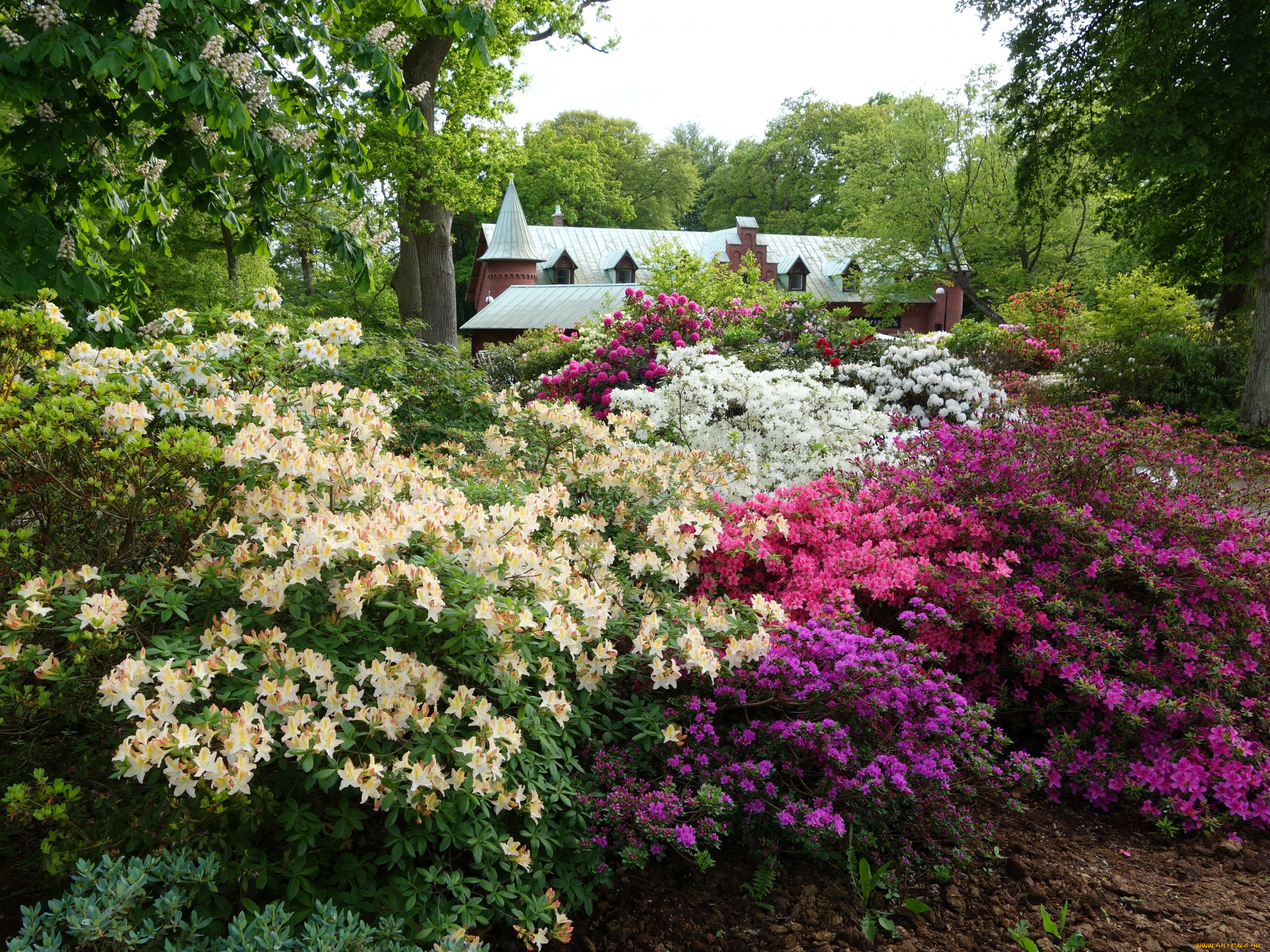 цветы, рододендроны, , азалии, парк, цветение, кусты, коттедж