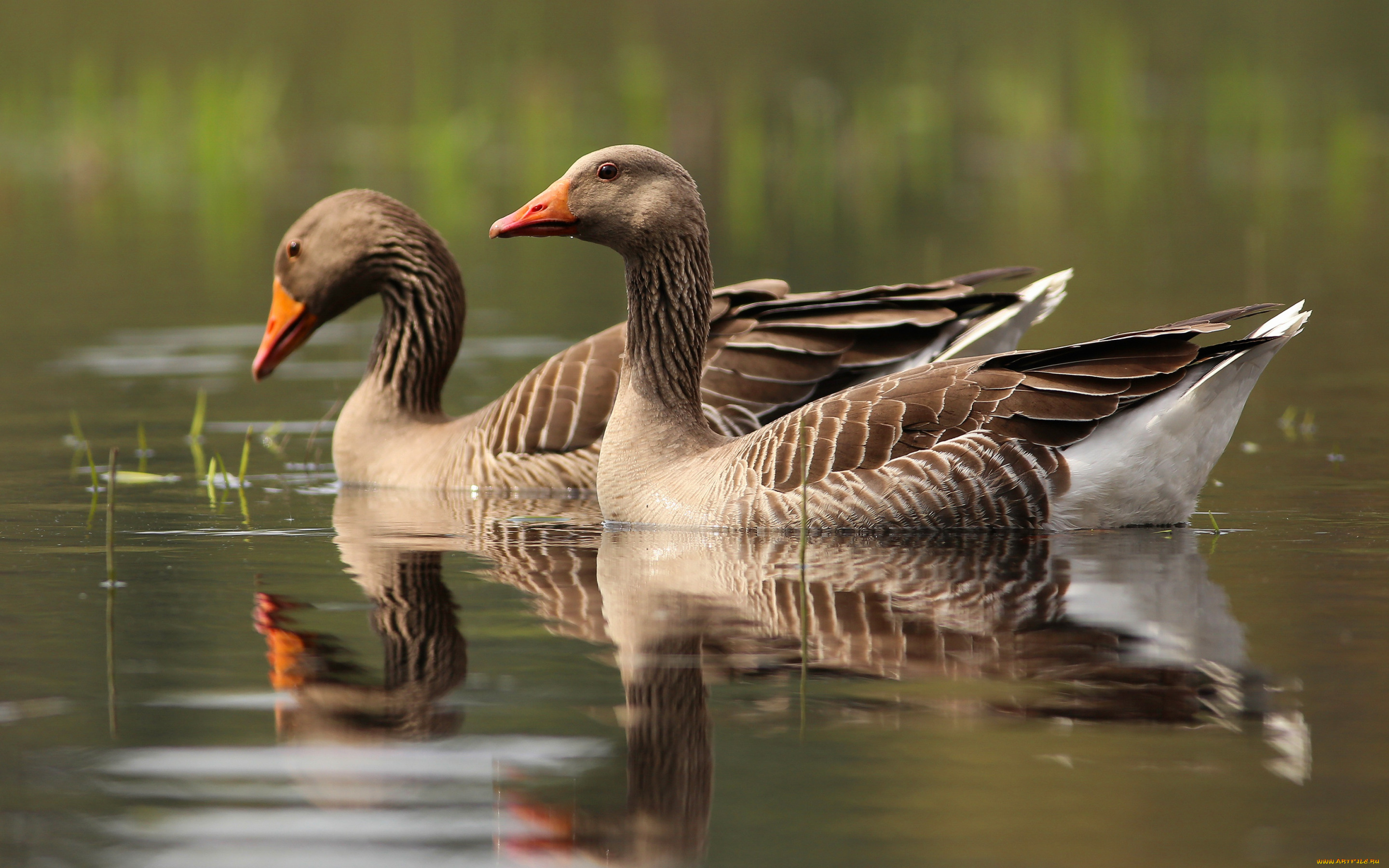 животные, гуси, два, гуся