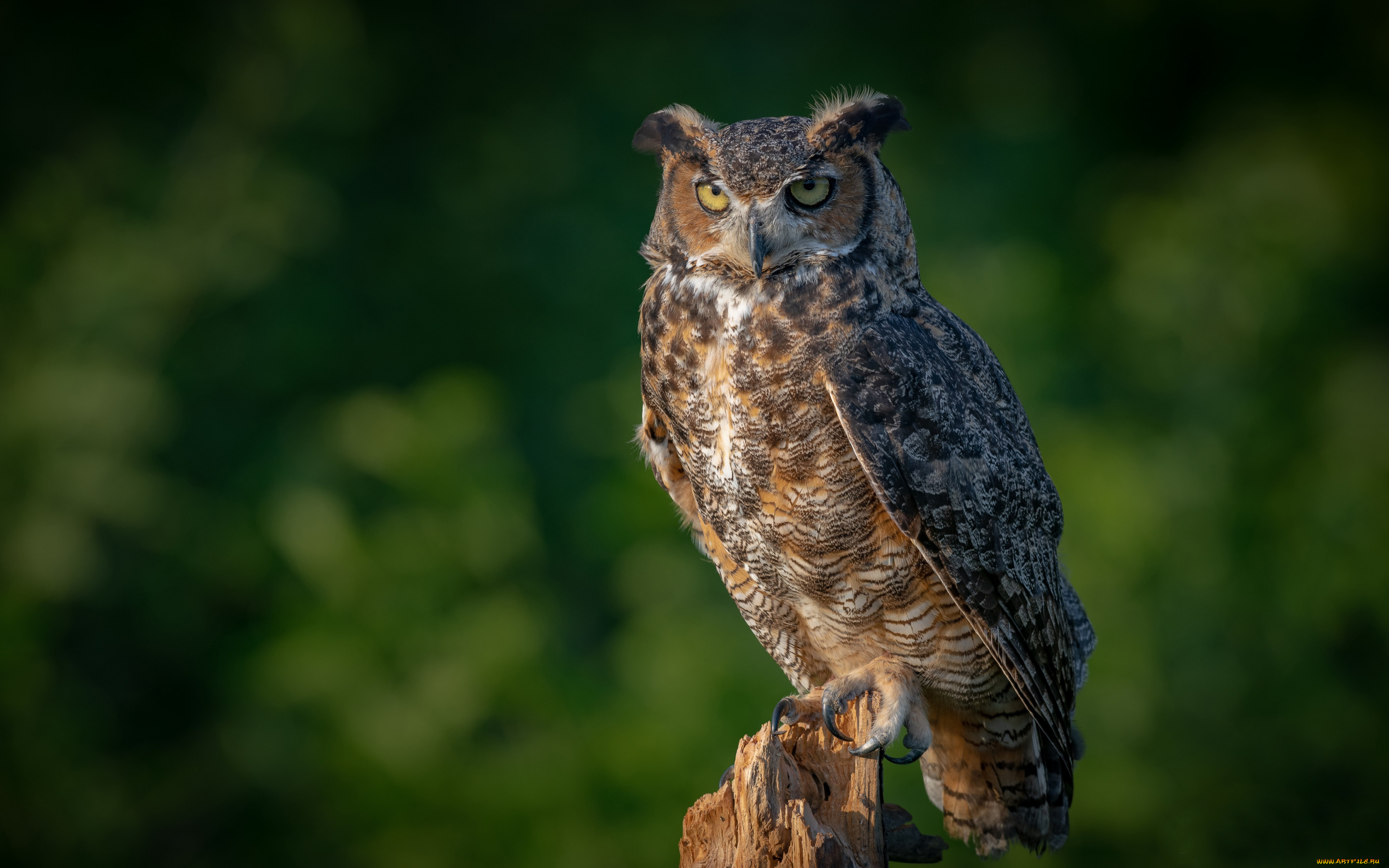 животные, совы, филин