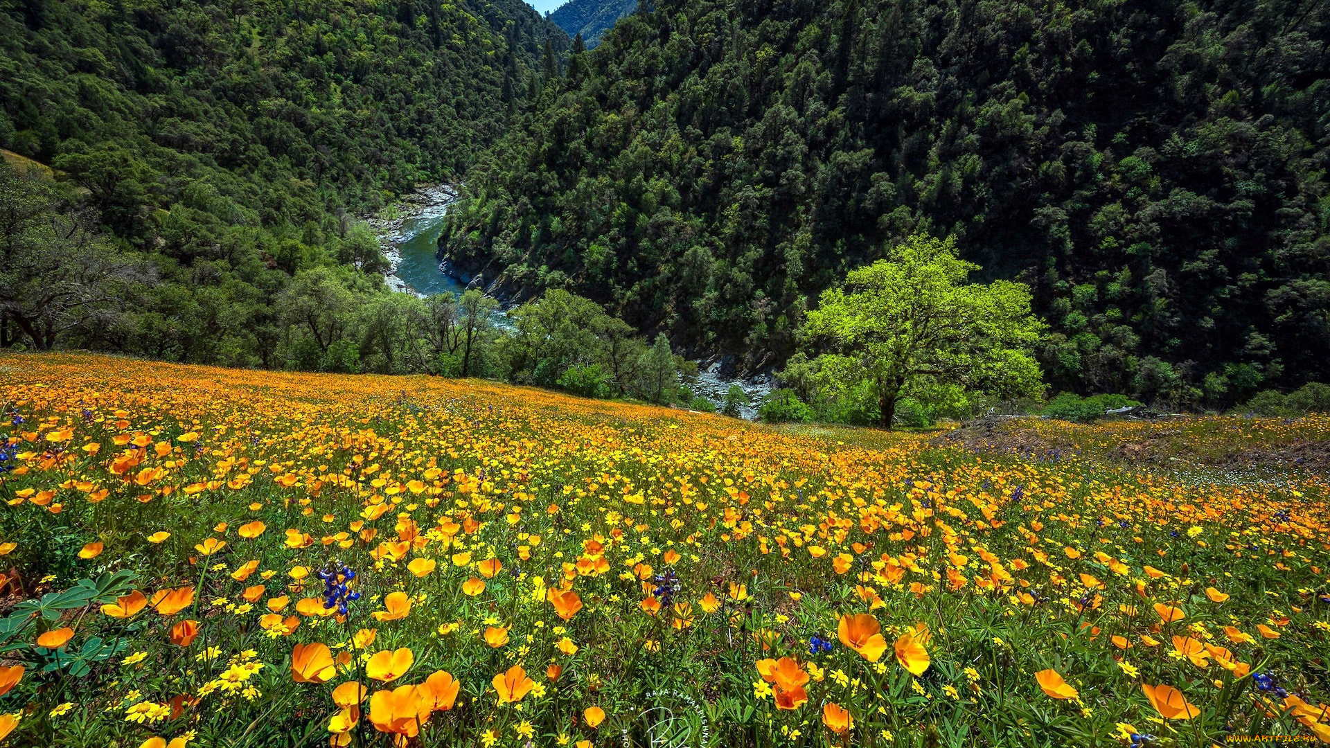 природа, луга, разнотравье, луг, лето