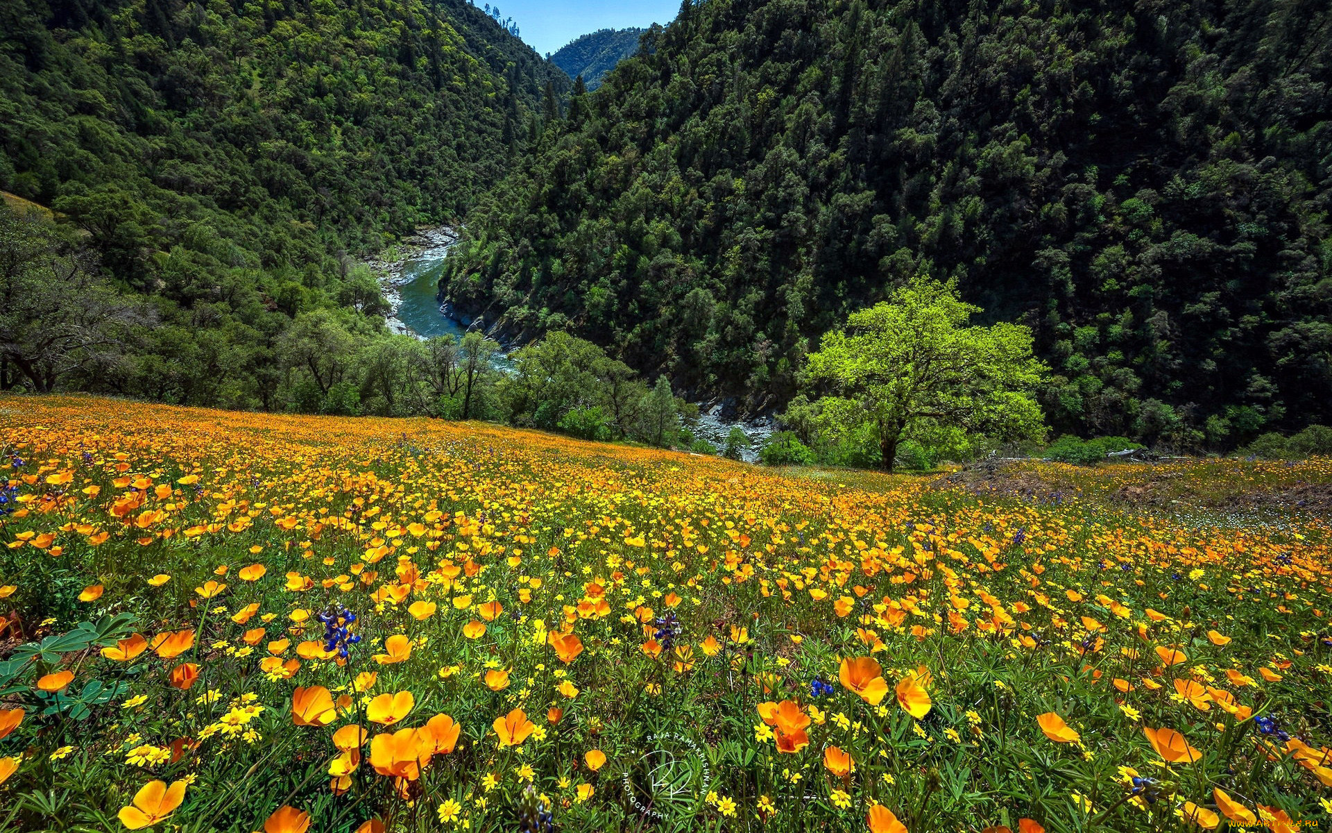 природа, луга, разнотравье, луг, лето