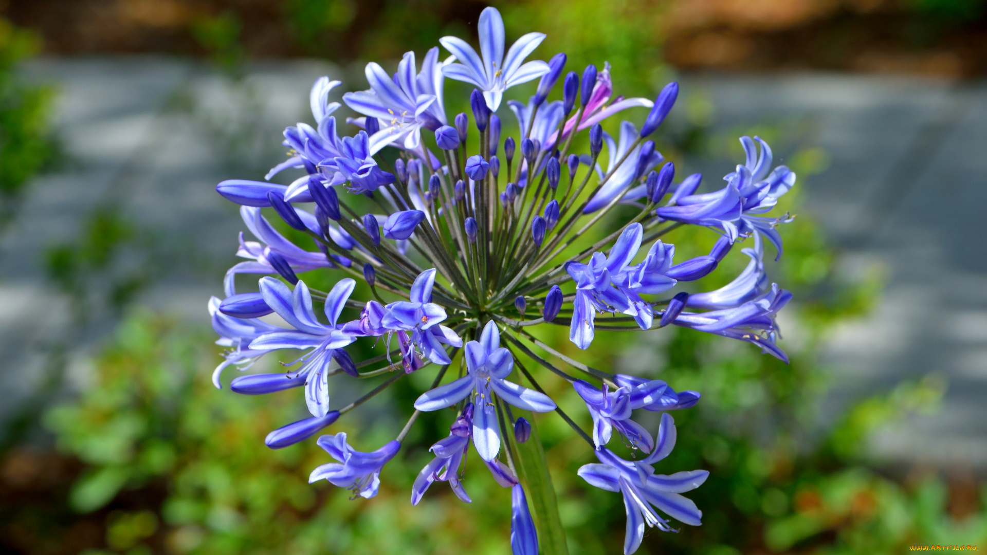 цветы, агапантус, , африканская, лилия, соцветие, синие, макро