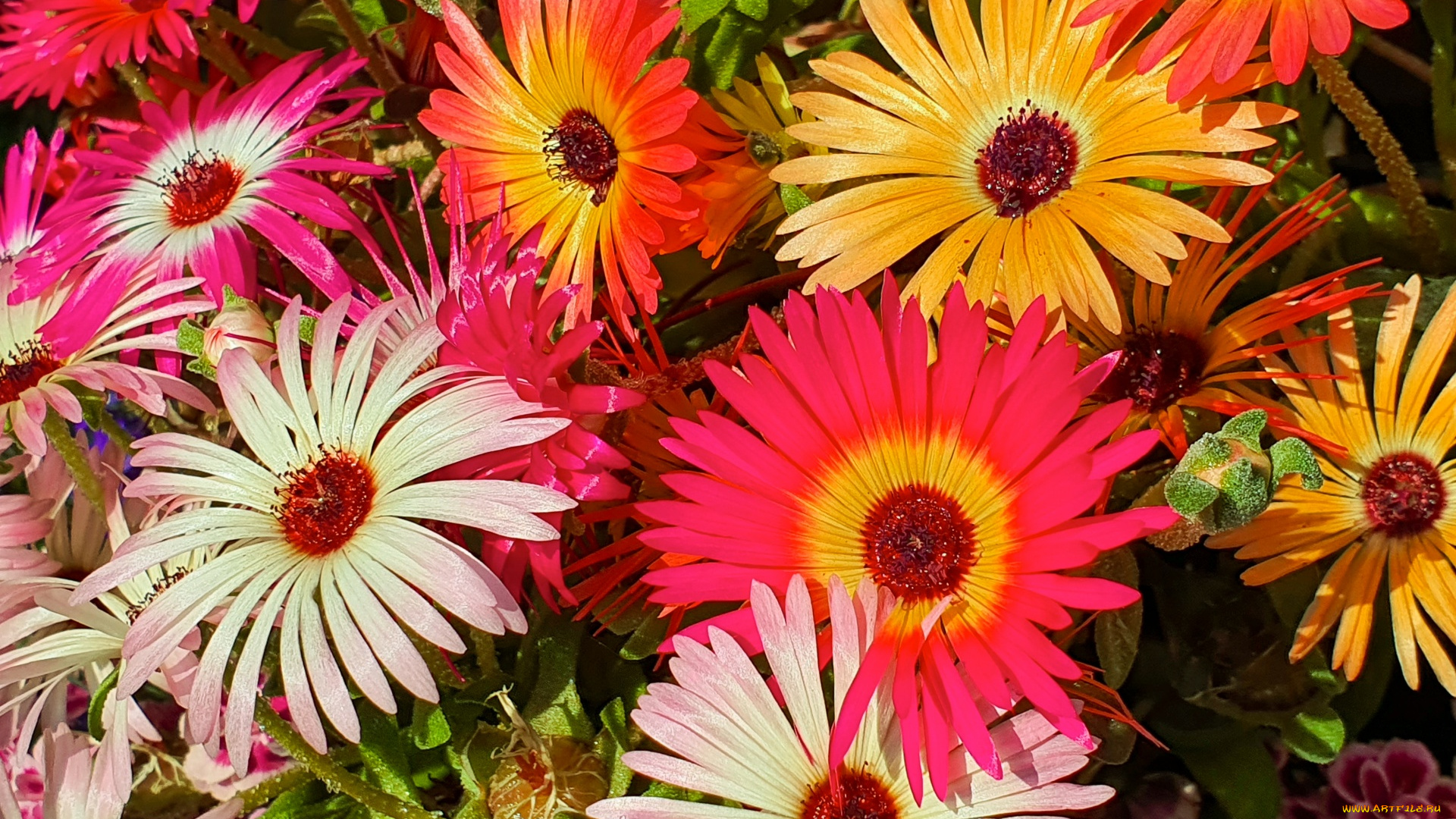 цветы, аизовые, разноцветные, макро