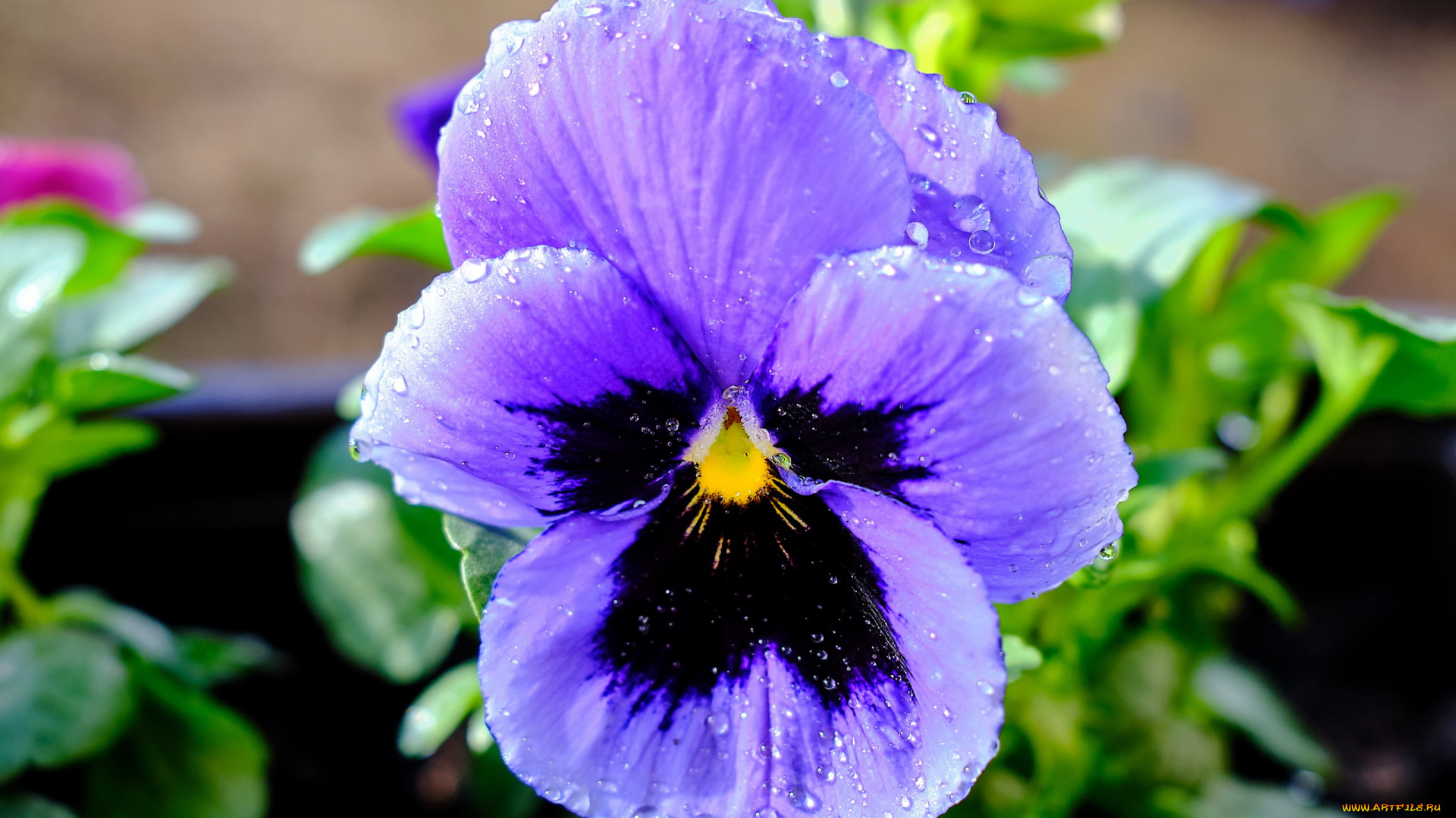 цветы, анютины, глазки, , садовые, фиалки, одиночка, анютины, глазки, макро, капли