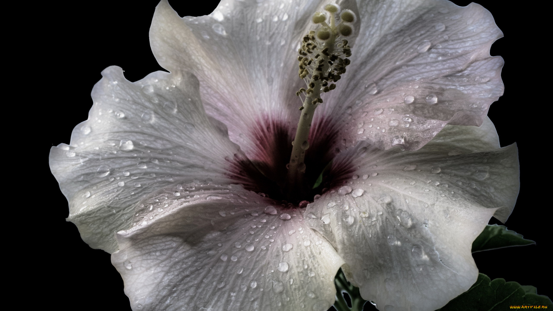 цветы, гибискусы, белый, гибискус, макро, капли