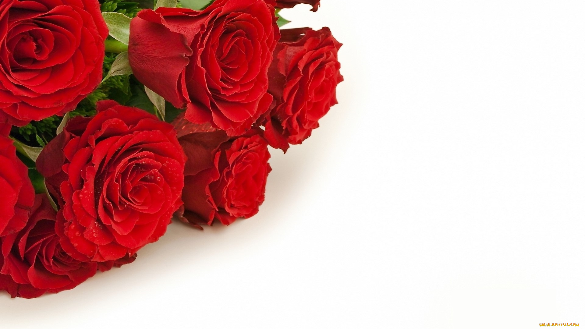 цветы, розы, букет, красные