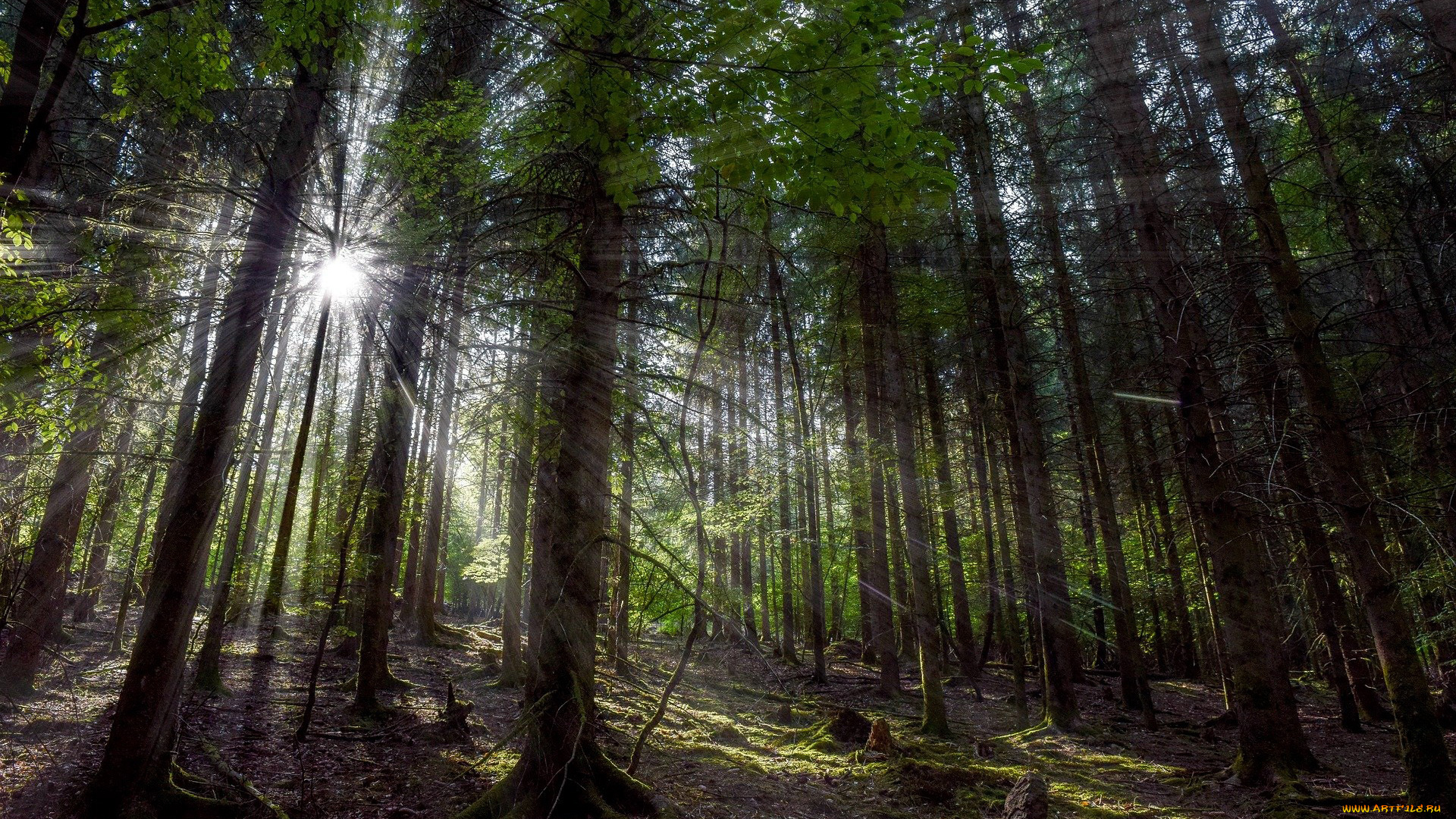 природа, лес, сосновый, лучи