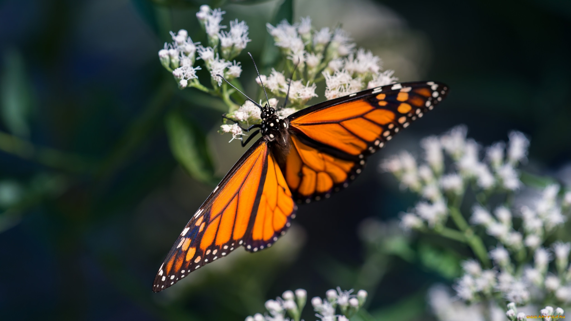 животные, бабочки, , мотыльки, , моли, цветы, насекомое, обои, бабочка