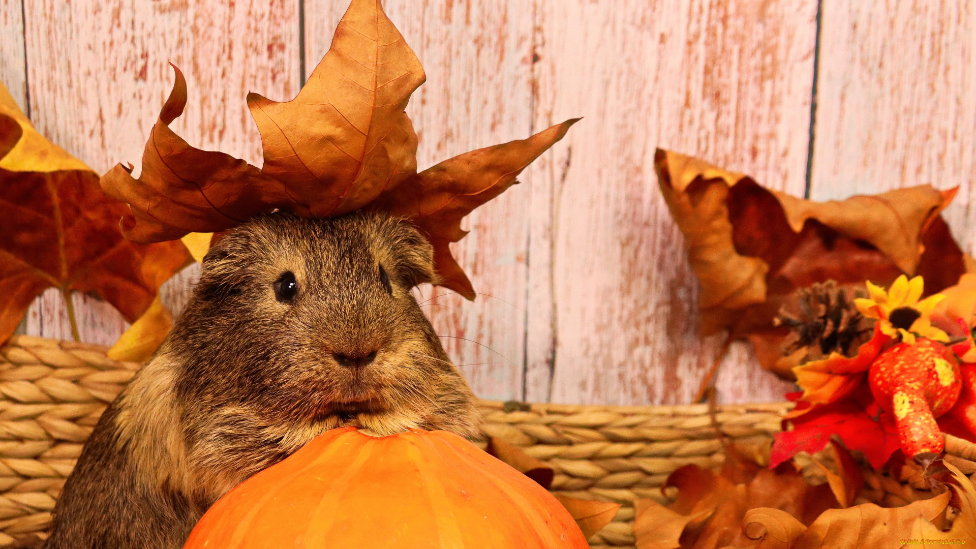 животные, морские, свинки, , хомяки, морская, свинка