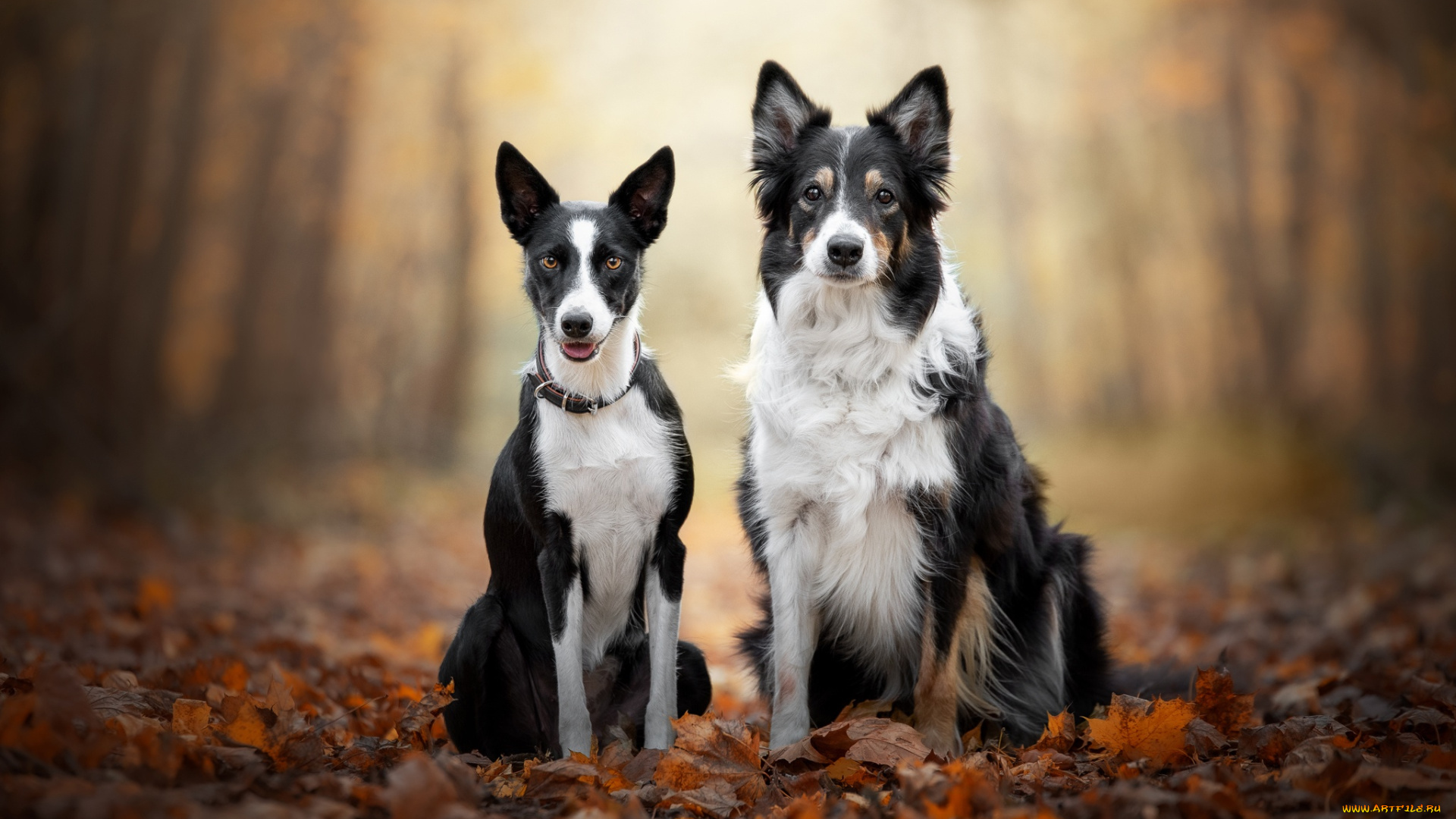 животные, собаки, собака