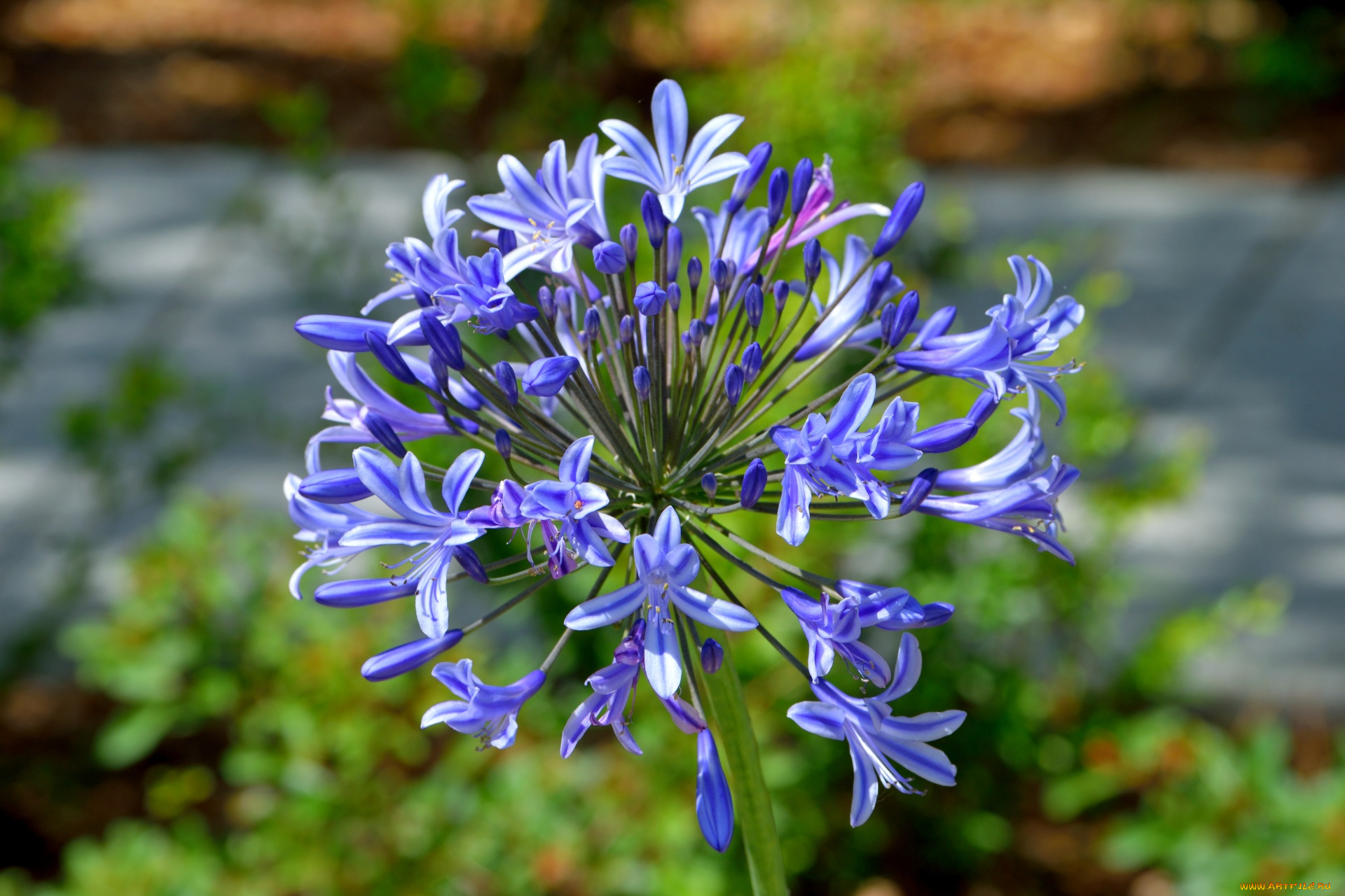 цветы, агапантус, , африканская, лилия, соцветие, синие, макро