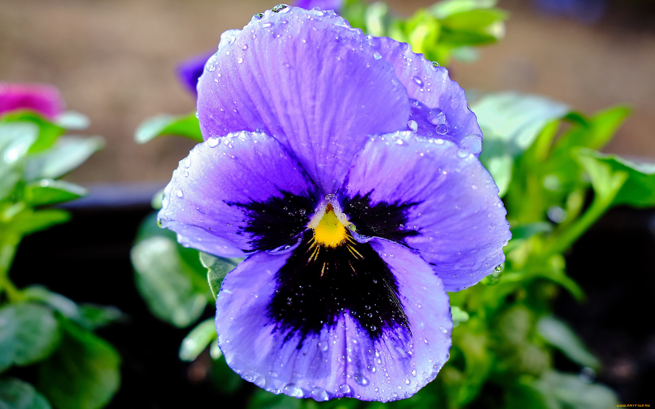 цветы, анютины, глазки, , садовые, фиалки, одиночка, анютины, глазки, макро, капли