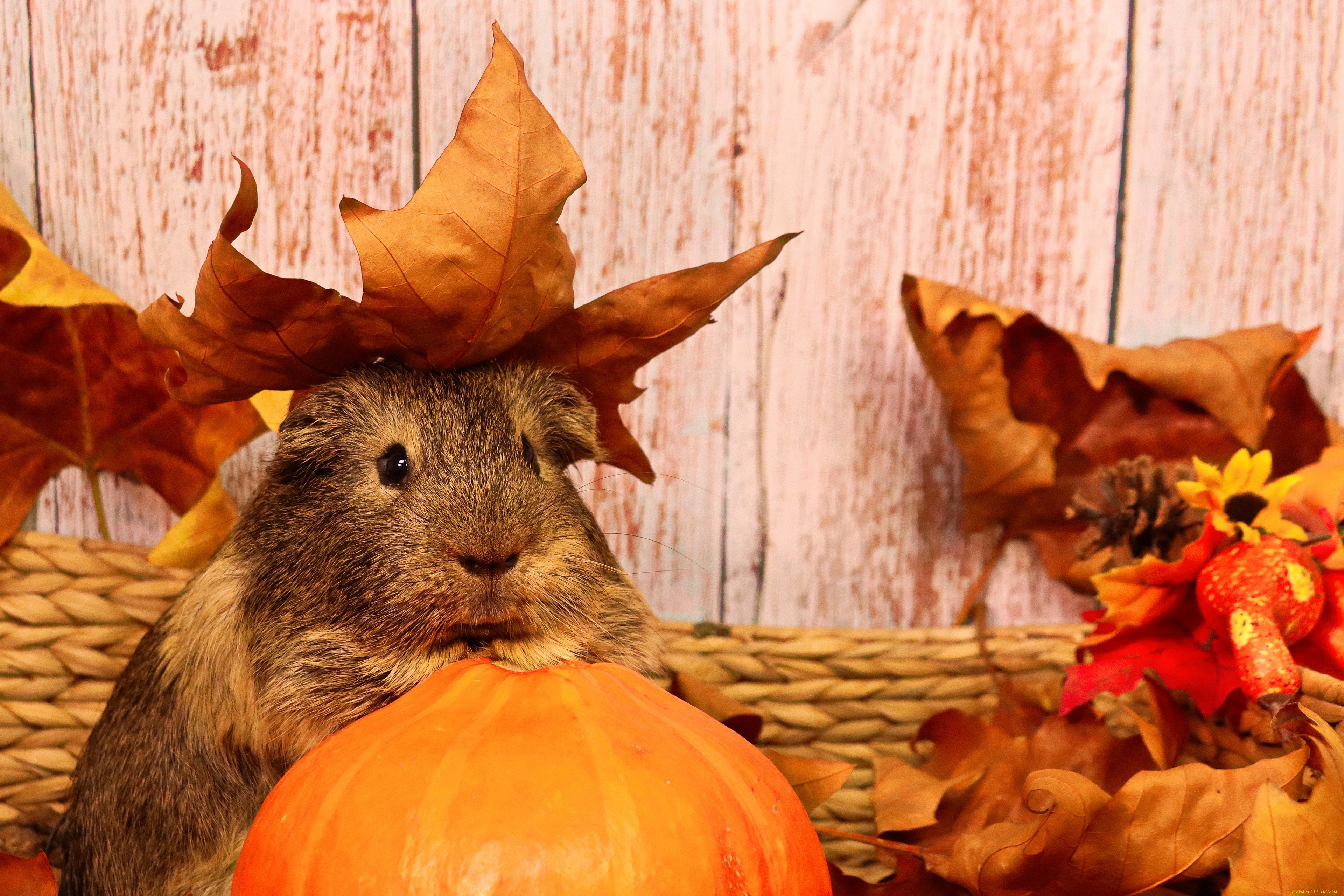 животные, морские, свинки, , хомяки, морская, свинка