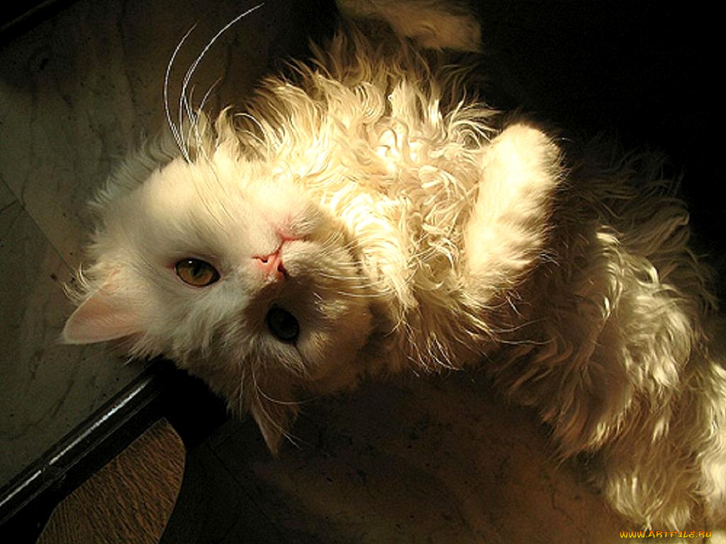 животные, коты