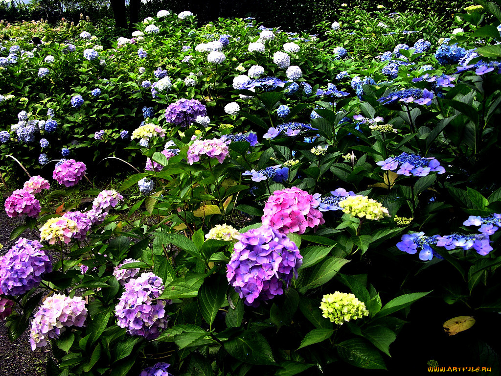 цветы, гортензия