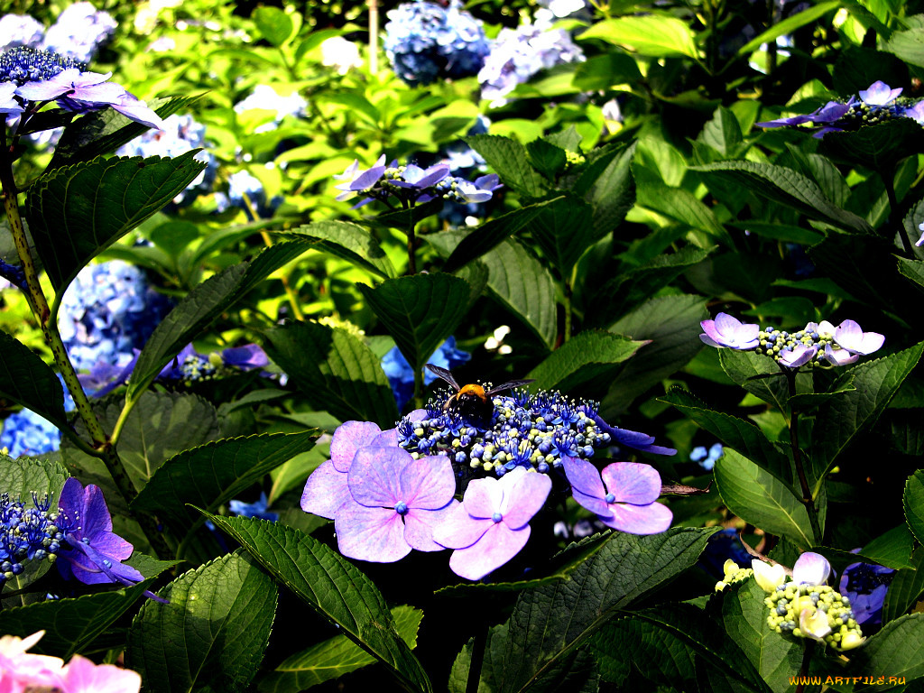 цветы, гортензия