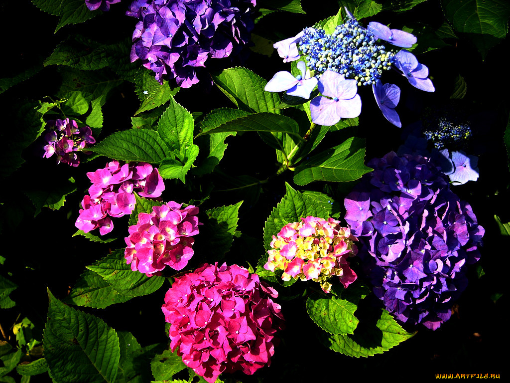 цветы, гортензия