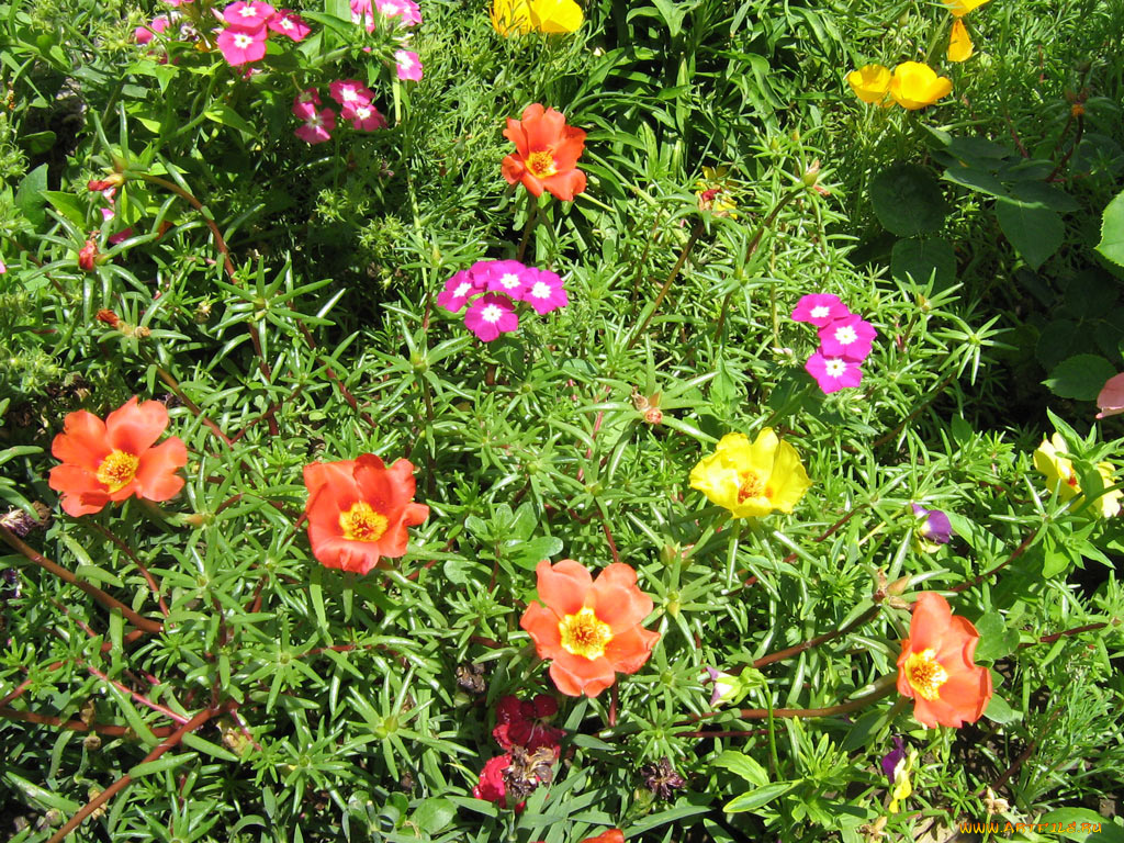 цветы, разные, вместе