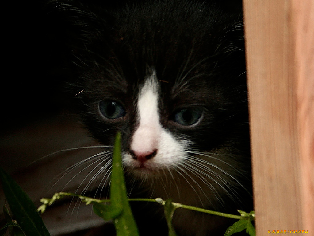 животные, коты