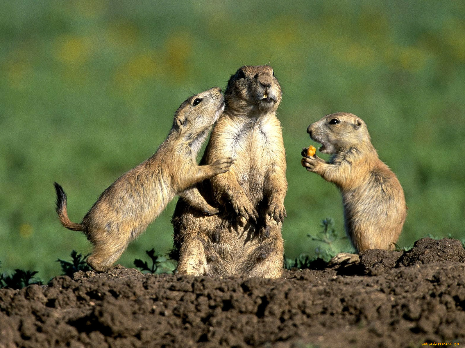 животные, суслики, сурки