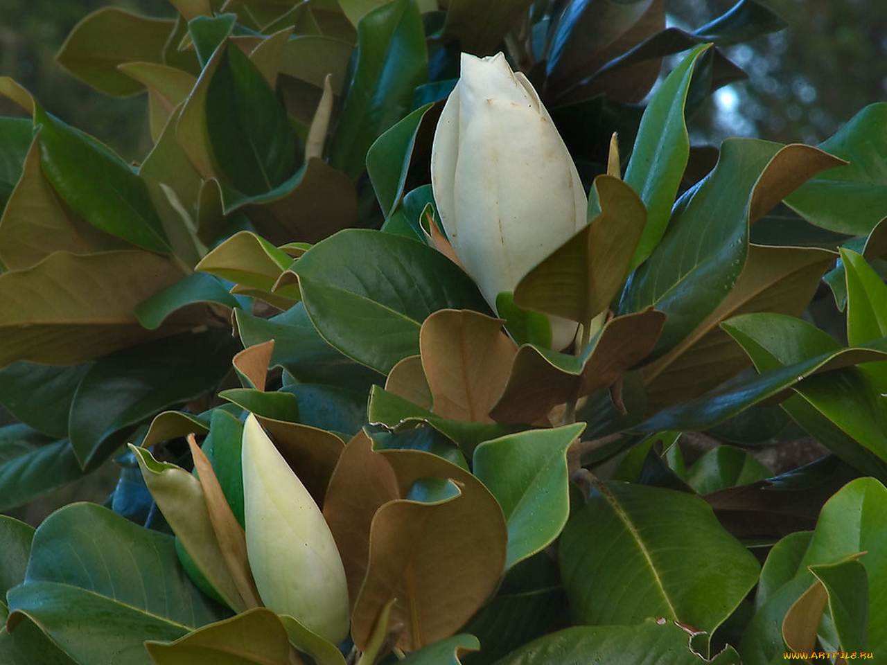 цветы, магнолии