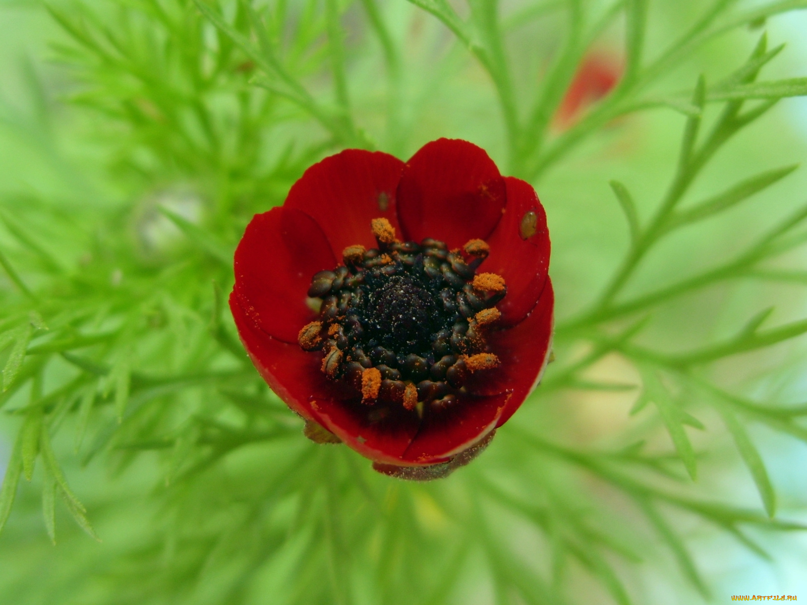 цветы, анемоны, адонисы