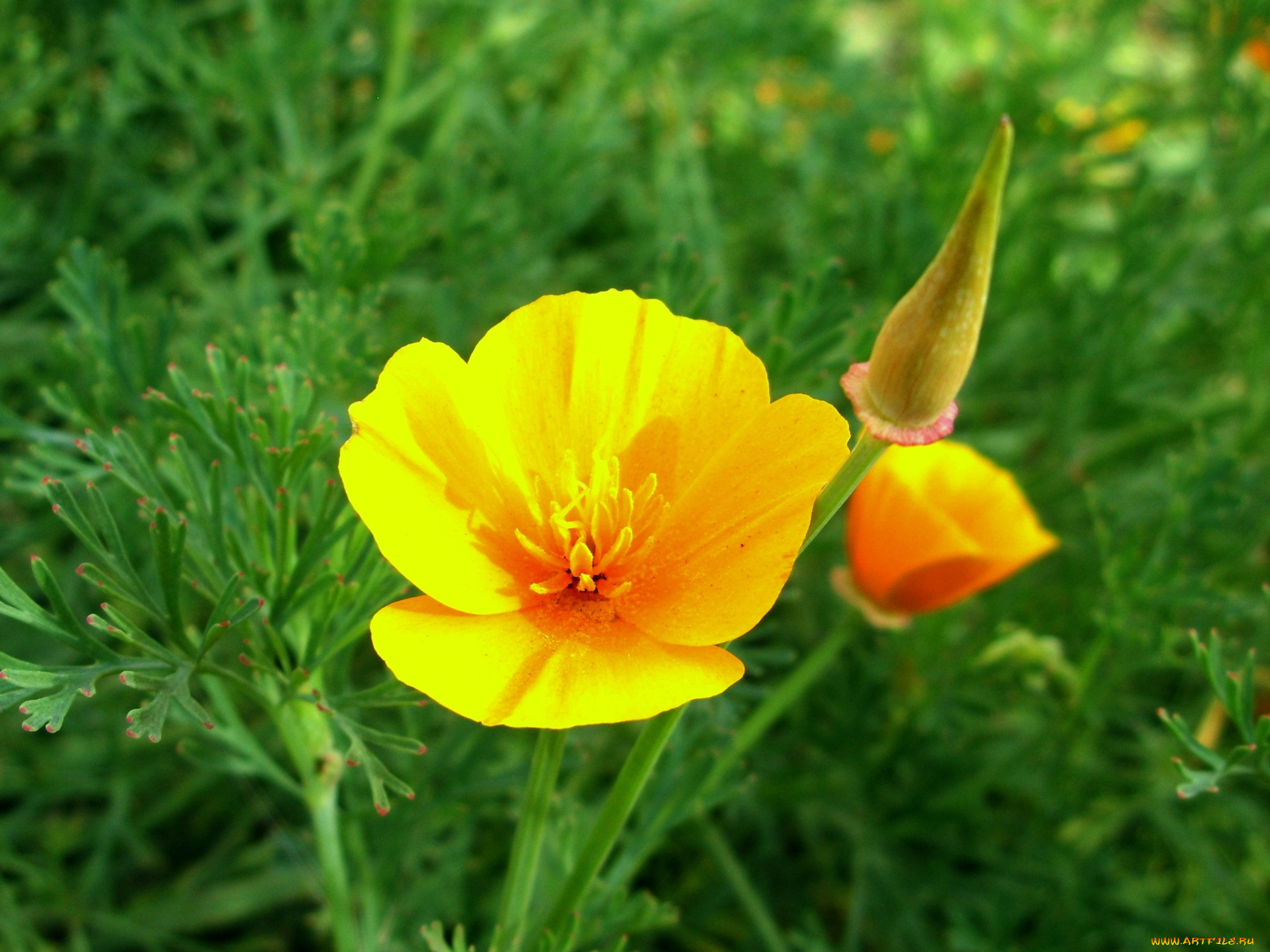 цветы, эшшольция