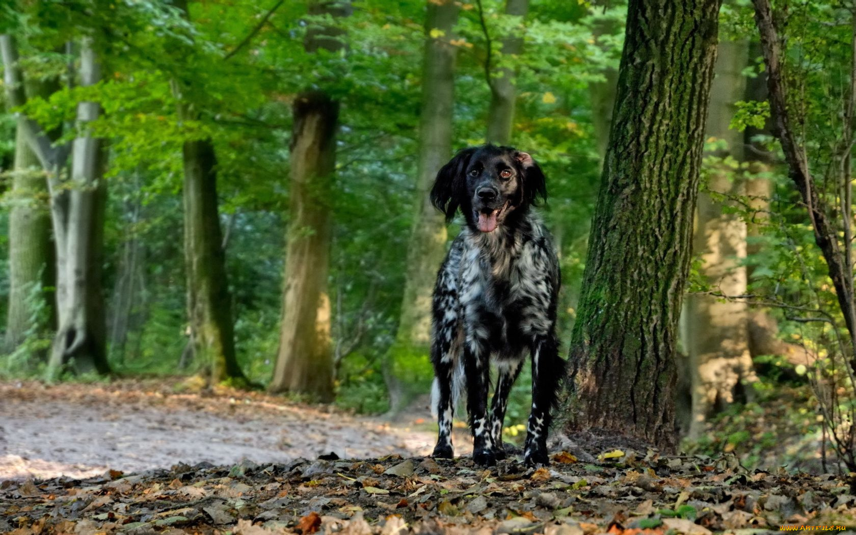 животные, собаки, лес